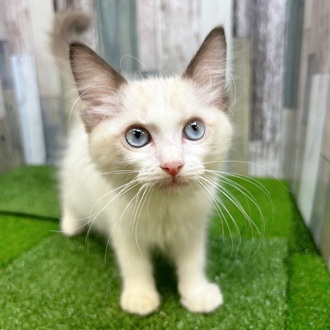 静岡県のラグドール (犬の家＆猫の里マークイズ静岡店/2025年6月15日生まれ/男の子/シールポイントバイカラー)の子猫の1枚目の画像