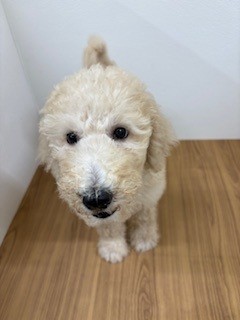福岡県のスタンダードプードル (犬の家＆猫の里トリアス久山店/2025年6月17日生まれ/男の子/クリーム)の子犬の2枚目の画像