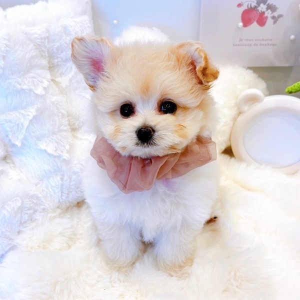福井県のポメプー(ポメラニアン×プードル) (犬の家＆猫の里福井店/2025年6月16日生まれ/女の子/クリーム)の子犬の1枚目の画像