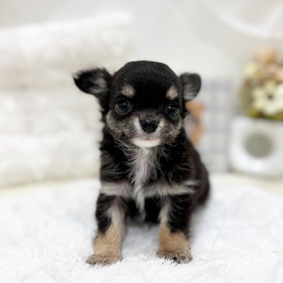 岐阜県のチワワ(ロング) (犬の家＆猫の里カラフルタウン岐阜店/2025年6月17日生まれ/女の子/ブラックタンホワイト)の子犬の1枚目の画像
