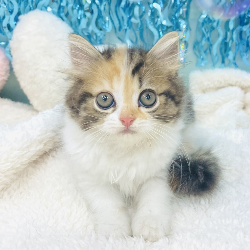 愛知県のスコティッシュストレート (犬の家＆猫の里エアポートウォーク店/2025年6月17日生まれ/女の子/キャリコ)の子猫の1枚目の画像