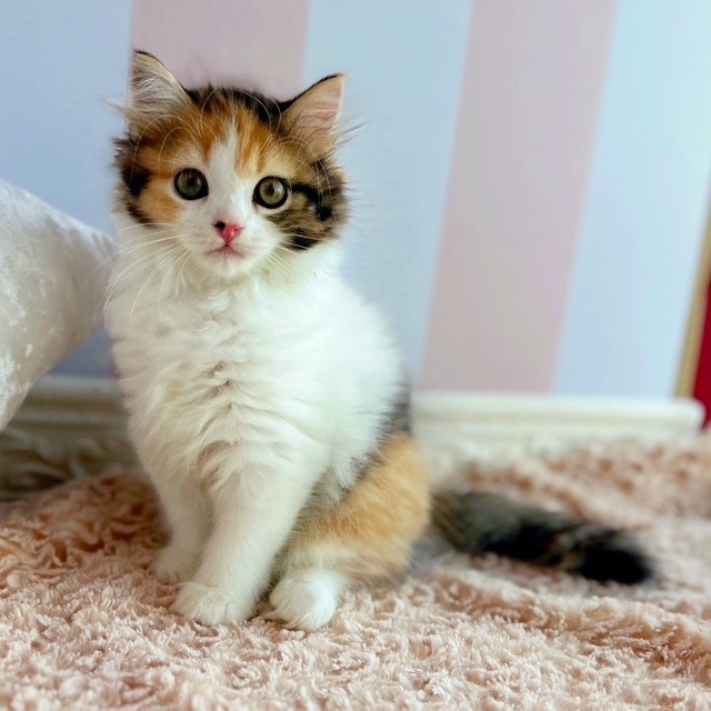 岡山県のスコティッシュストレート (犬の家＆猫の里倉敷中庄店/2025年6月17日生まれ/女の子/キャリコ)の子猫の2枚目の画像