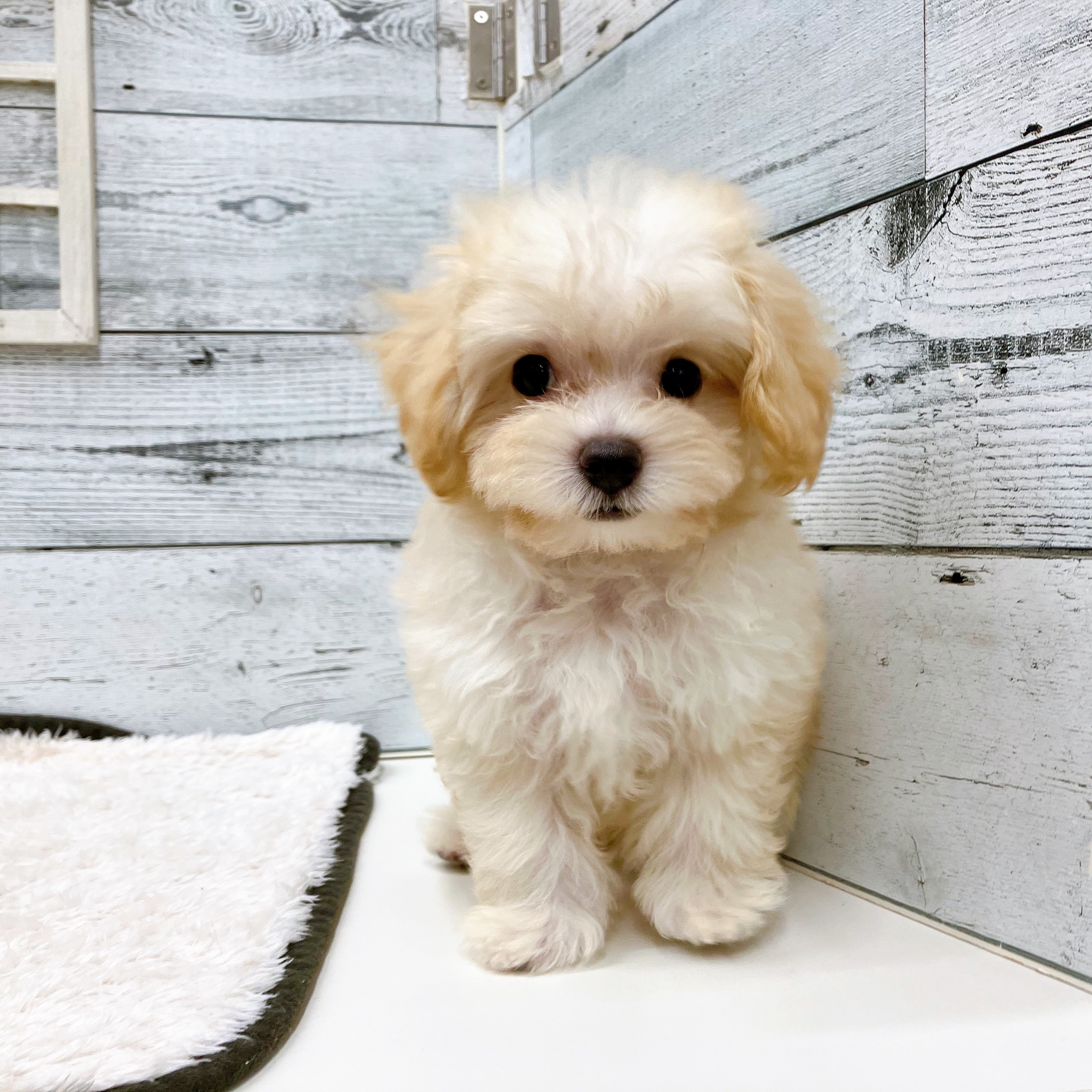 石川県のマルプー(マルチーズ×プードル) (犬の家＆猫の里アミーゴ金沢おこばた店/2025年6月16日生まれ/男の子/クリームホワイト)の子犬の2枚目の画像