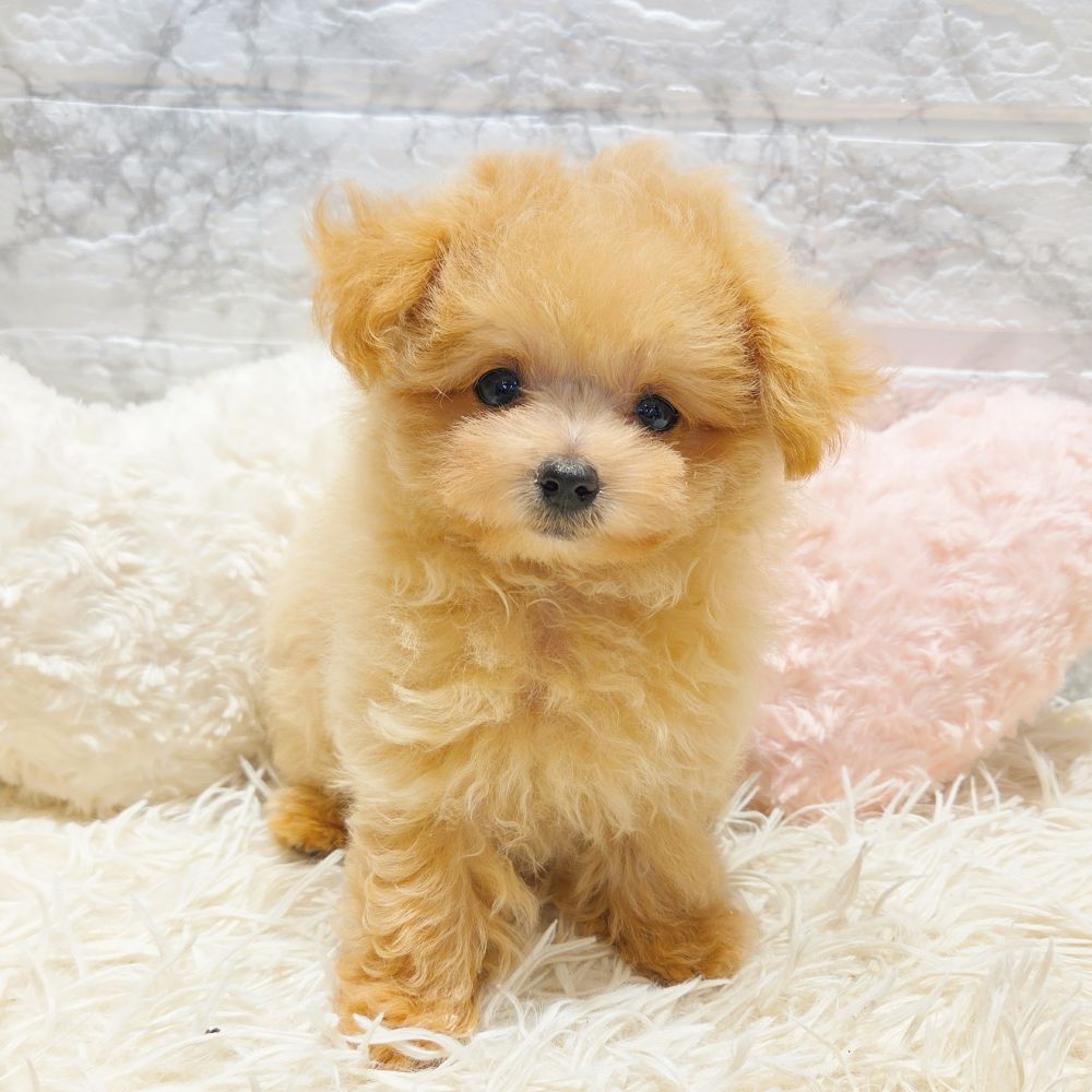 愛知県のマルプー(マルチーズ×プードル) (犬の家＆猫の里MiO香久山店/2025年5月31日生まれ/女の子/クリーム)の子犬の1枚目の画像