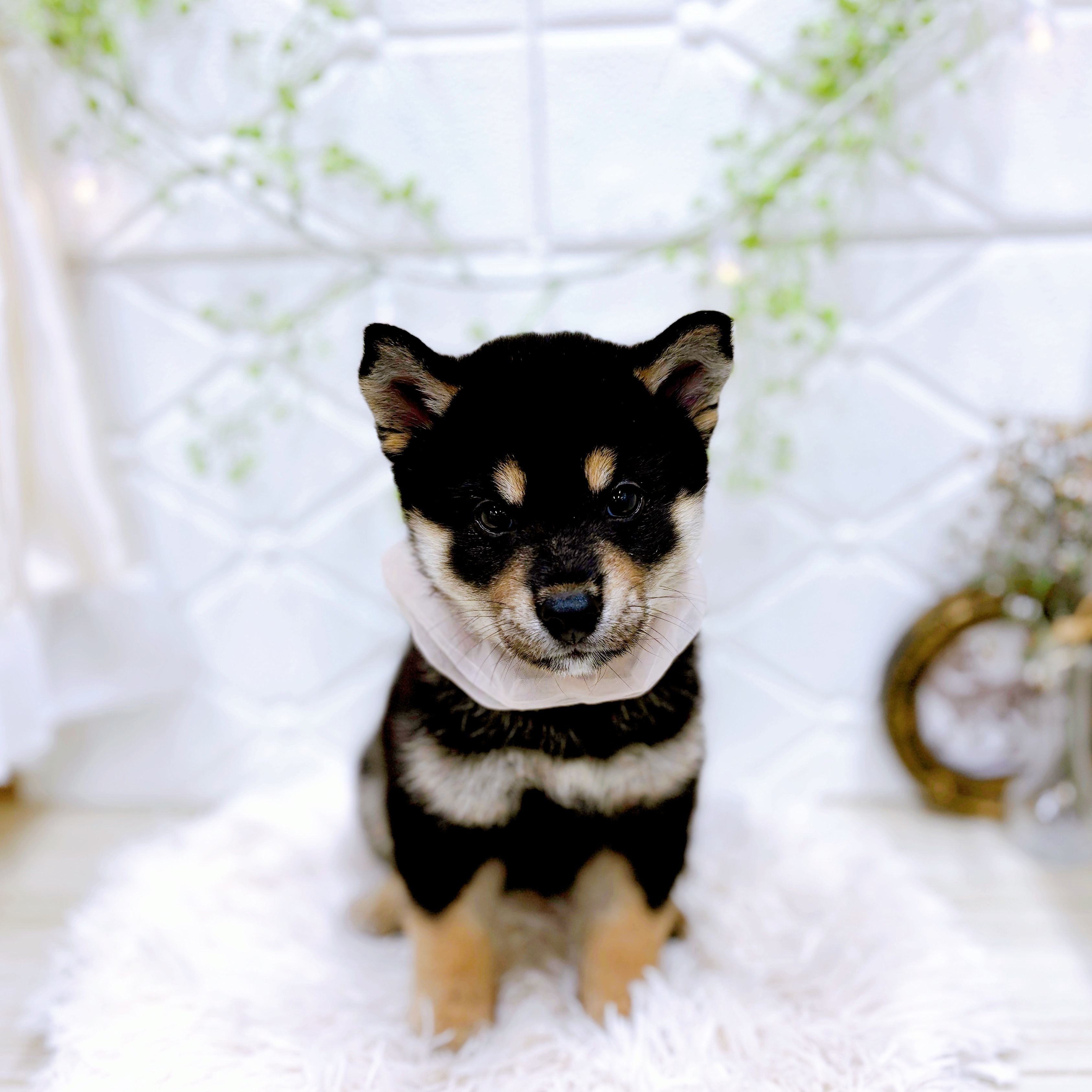 福井県の柴犬(標準サイズ) (犬の家＆猫の里アミーゴ福井店/2025年6月18日生まれ/女の子/黒)の子犬の1枚目の画像