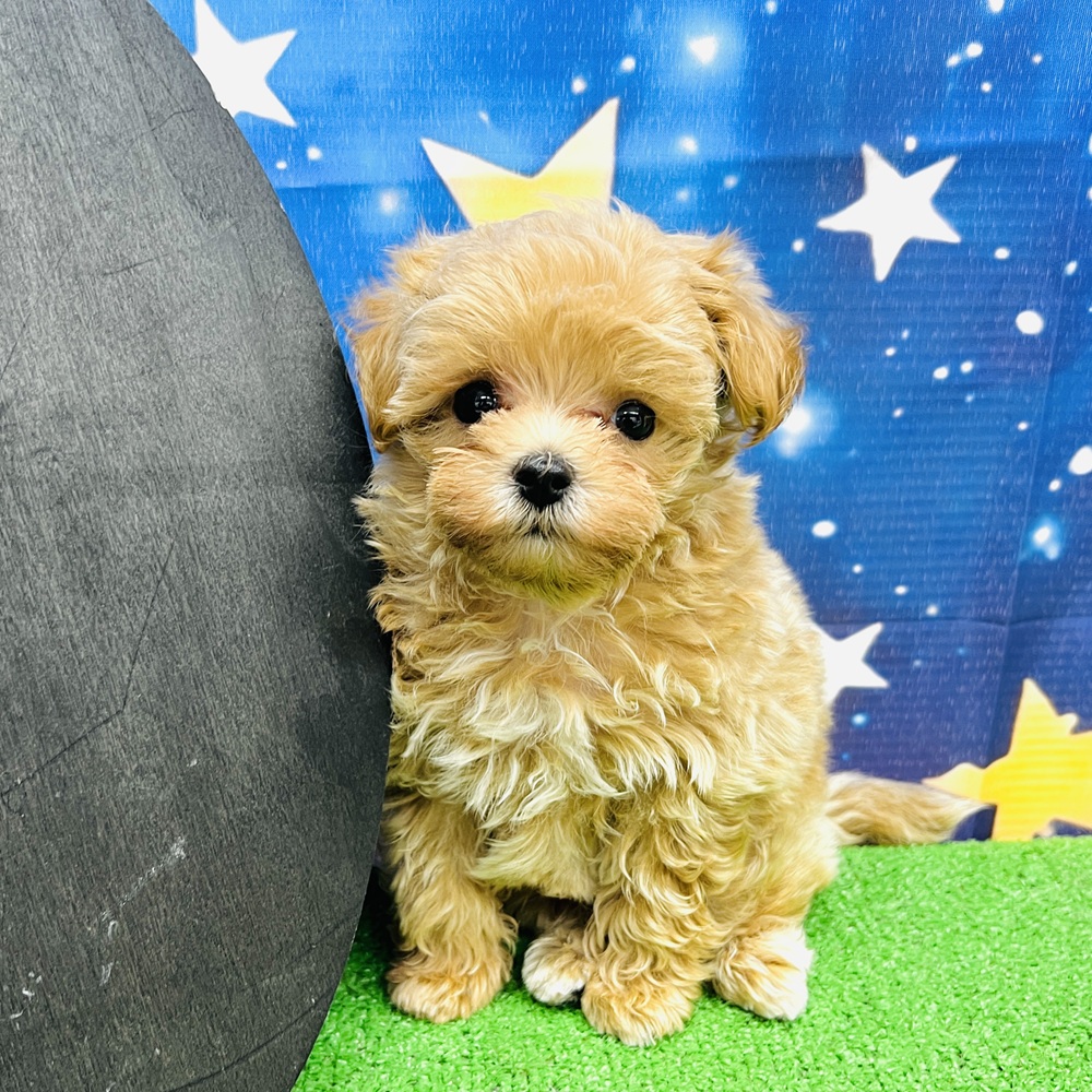 愛知県のマルプー(マルチーズ×プードル) (犬の家＆猫の里名古屋天白店/2025年6月17日生まれ/男の子/アプリコット)の子犬の2枚目の画像