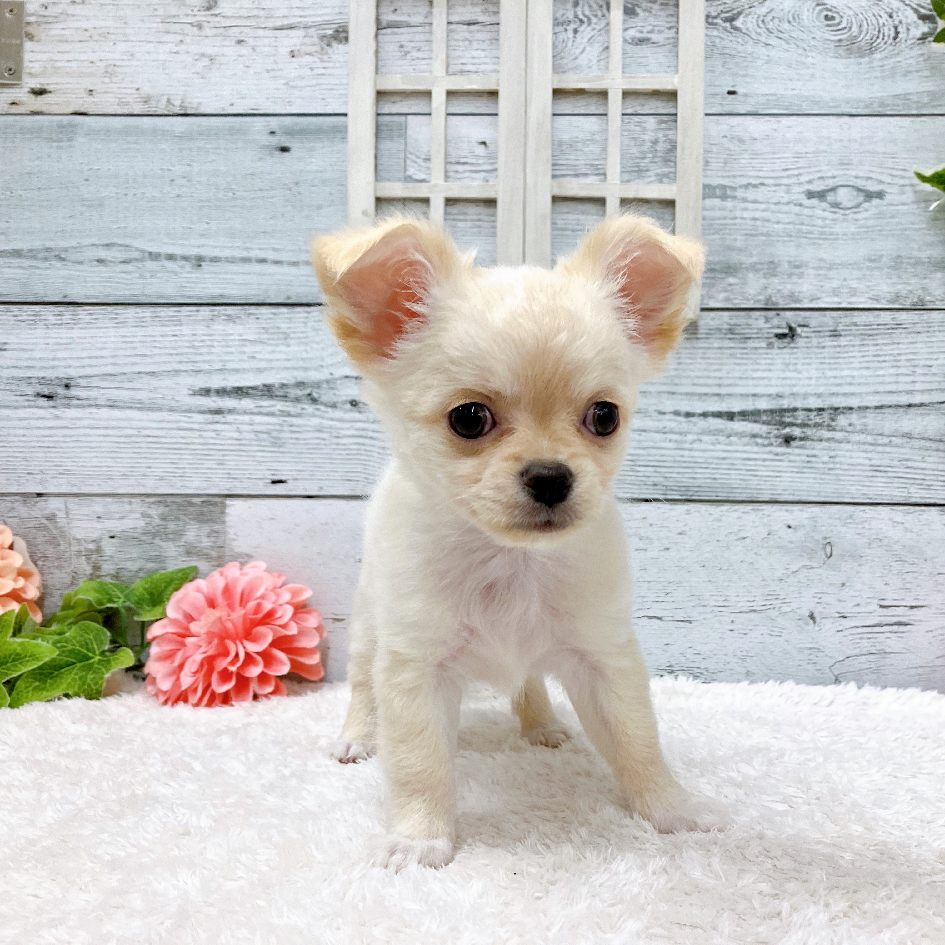 石川県のチワワ(ロング) (犬の家＆猫の里アミーゴ金沢おこばた店/2025年6月17日生まれ/男の子/クリーム)の子犬の2枚目の画像