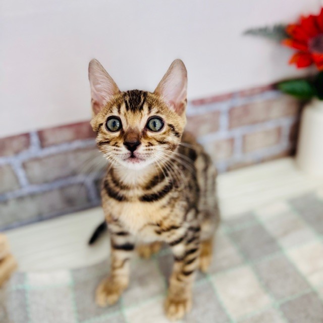 愛知県のベンガル (犬の家＆猫の里碧南店/2025年6月17日生まれ/男の子/ブラウンスポットタビー)の子猫の2枚目の画像
