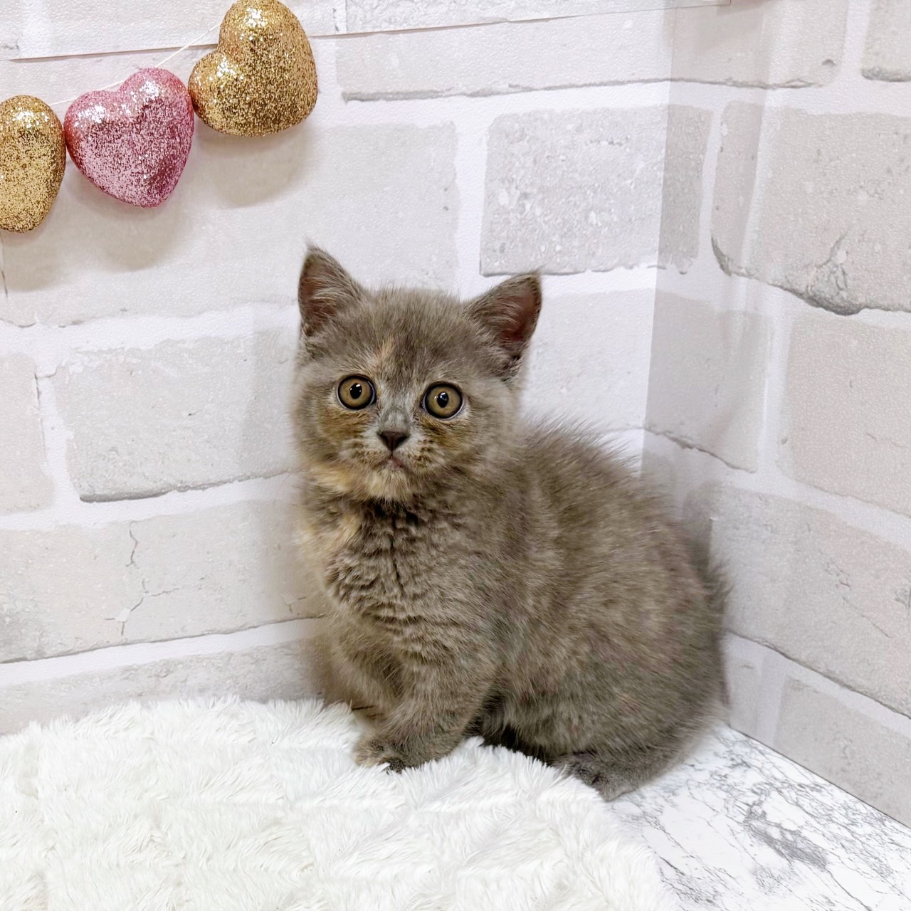 京都府のミヌエット (犬の家＆猫の里京都精華店/2025年6月16日生まれ/女の子/ブルーパッチド)の子猫の2枚目の画像
