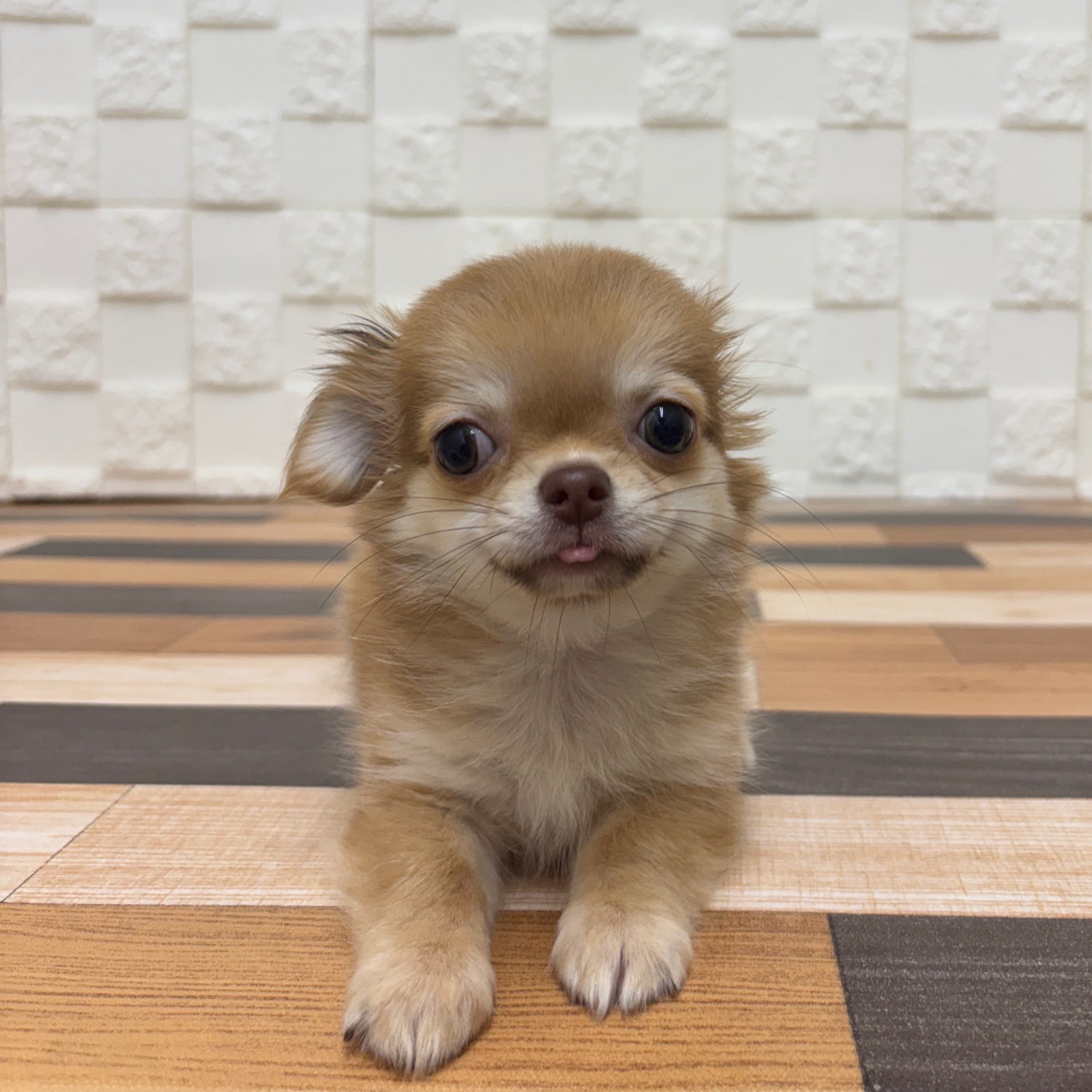 兵庫県のチワワ(ロング) (犬の家＆猫の里尼崎店/2025年6月19日生まれ/女の子/レッド)の子犬の1枚目の画像