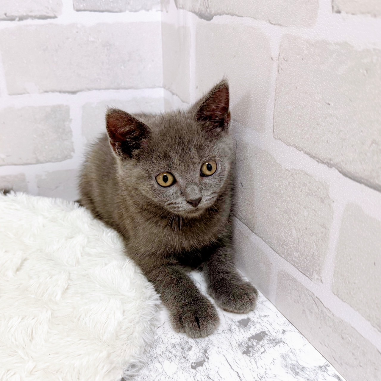 京都府のブリティッシュショートヘアー (犬の家＆猫の里京都精華店/2025年6月15日生まれ/男の子/ブルー)の子猫の2枚目の画像