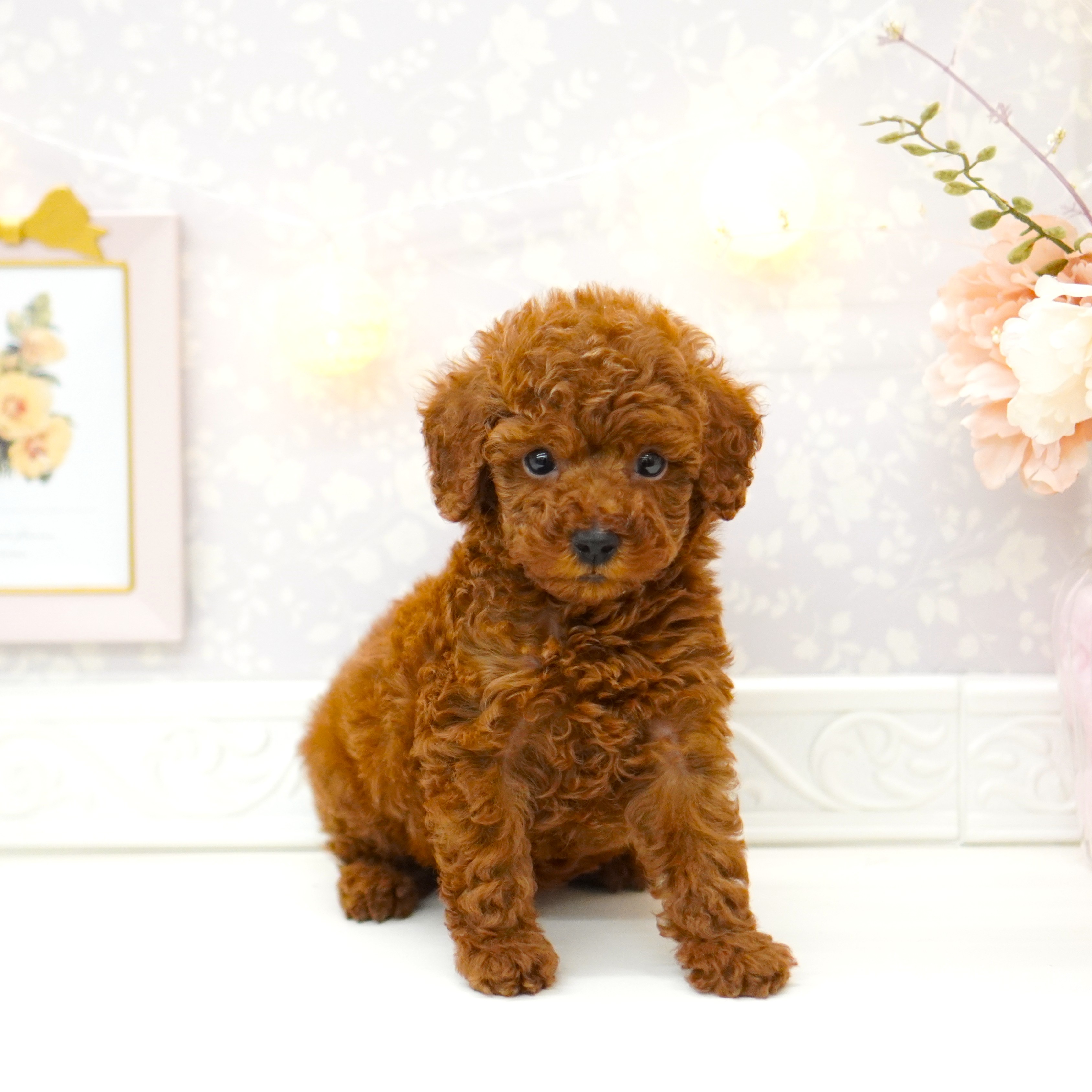 富山県のトイプードル(トイ) (犬の家＆猫の里富山店/2025年6月18日生まれ/男の子/レッドフォーン)の子犬の1枚目の画像