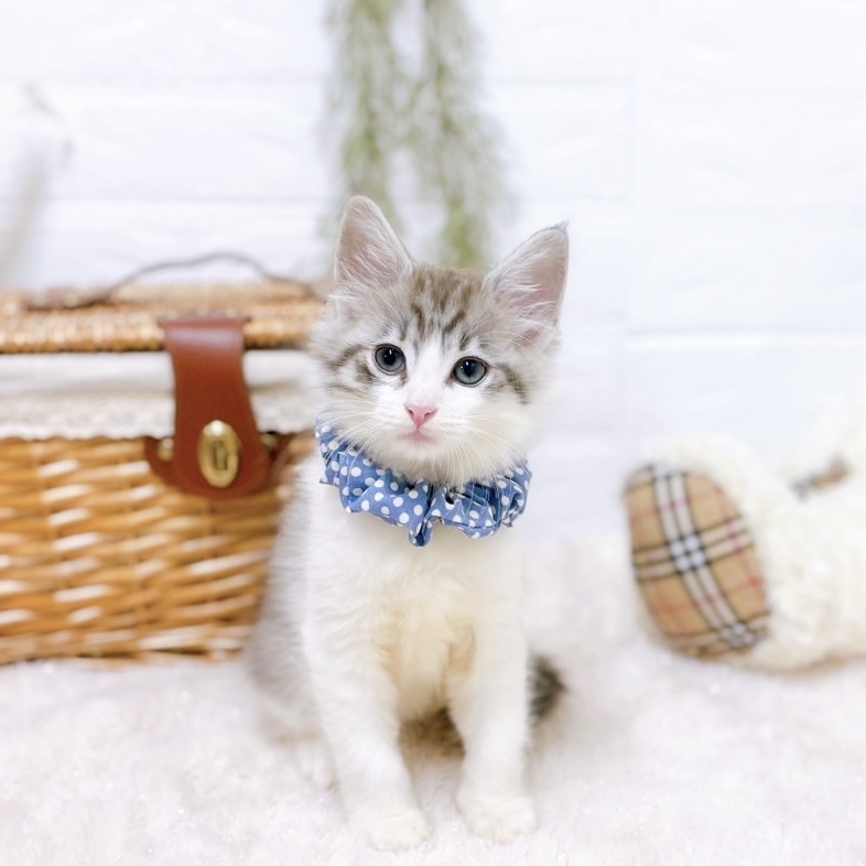 滋賀県のノルウェージャンフォレストキャット (犬の家＆猫の里近江八幡店/2025年6月18日生まれ/男の子/ブルータビーホワイト)の子猫の1枚目の画像