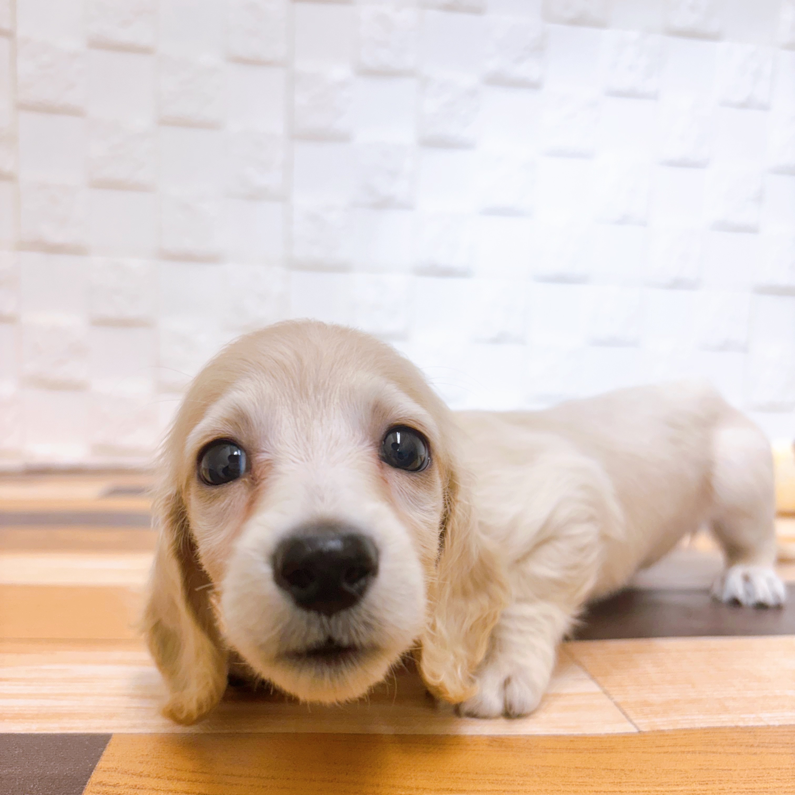 兵庫県のミニチュアダックスフンド(ロング) (犬の家＆猫の里尼崎店/2025年6月16日生まれ/女の子/イエロー)の子犬の2枚目の画像
