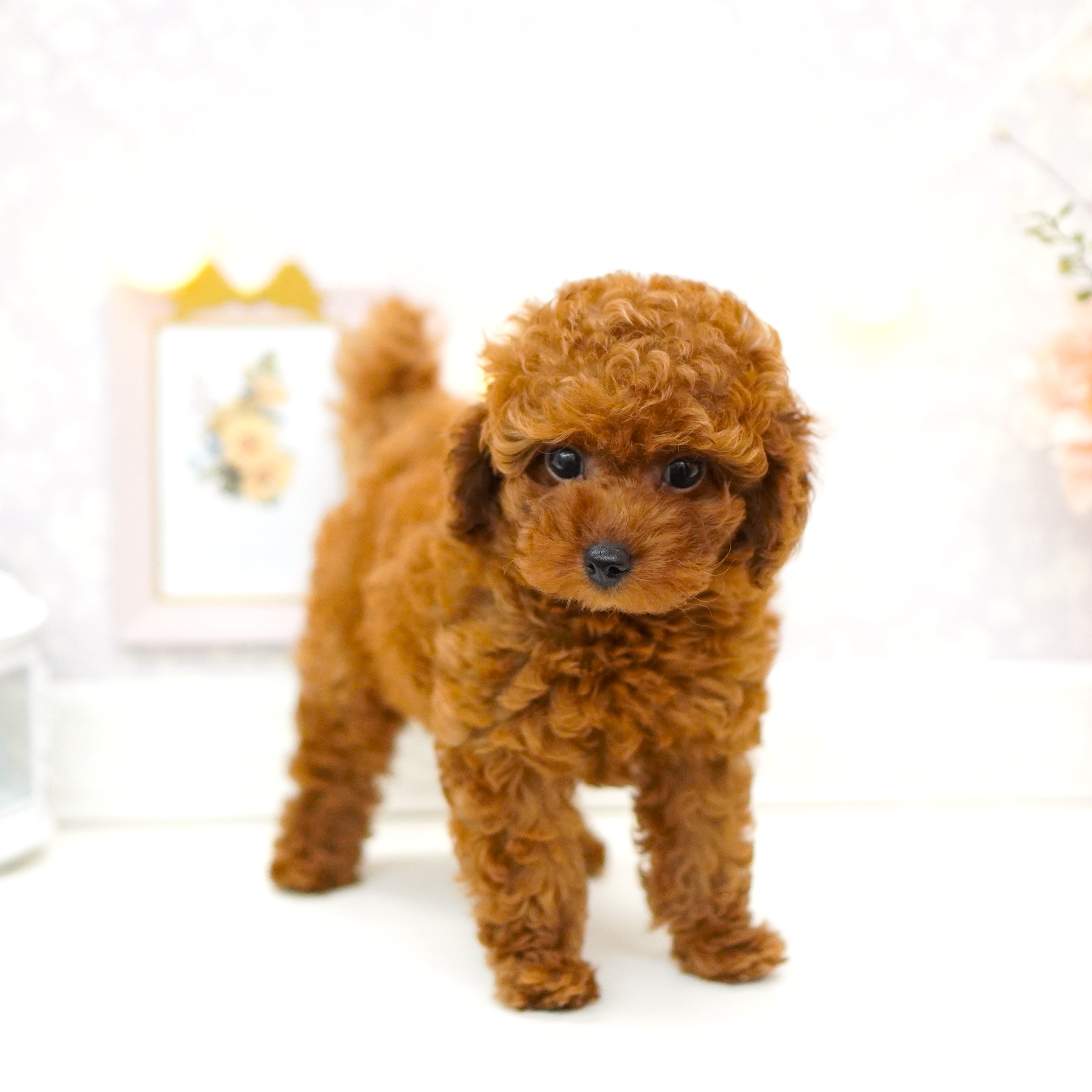 富山県のトイプードル(トイ) (犬の家＆猫の里アミーゴ山室店/2025年6月16日生まれ/女の子/レッドフォーン)の子犬の2枚目の画像