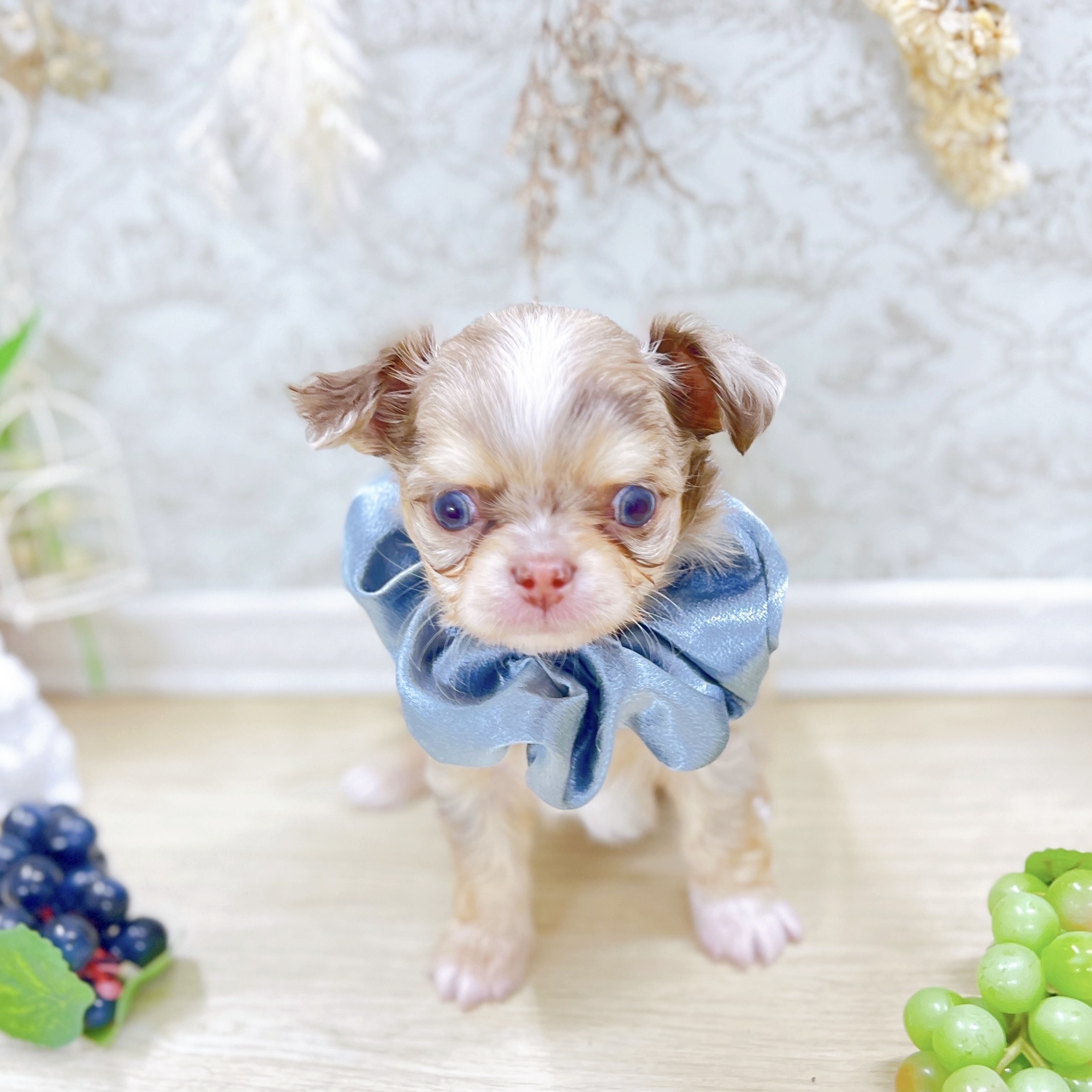 福井県のチワワ(ロング) (犬の家＆猫の里アミーゴ福井大和田店/2025年6月18日生まれ/男の子/チョコレートマールホワイト)の子犬の2枚目の画像