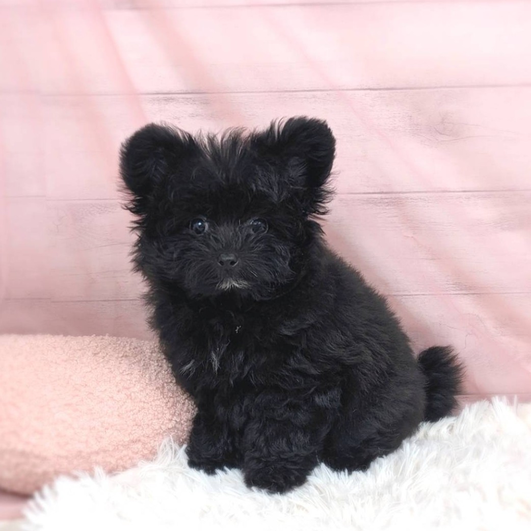 兵庫県のポメプー(ポメラニアン×プードル) (犬の家＆猫の里川西店/2025年6月18日生まれ/女の子/ブラック)の子犬の1枚目の画像