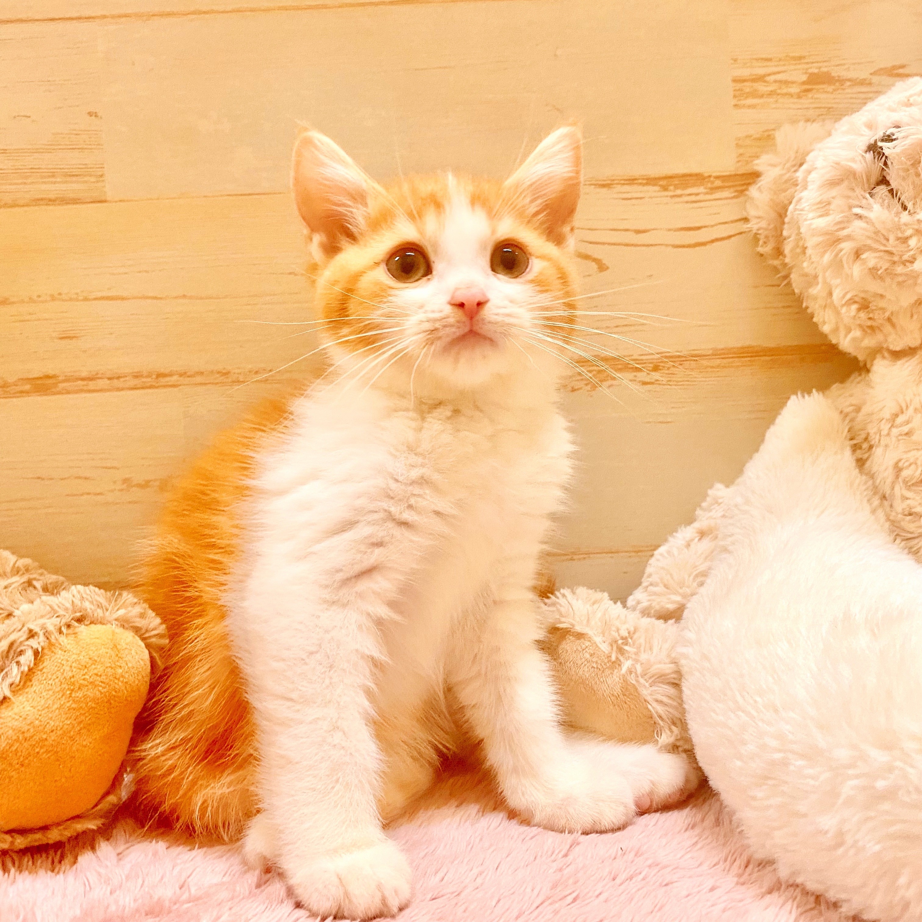 兵庫県のスコティッシュストレート (犬の家＆猫の里神戸店/2025年6月10日生まれ/男の子/レッドタビーホワイト)の子猫の2枚目の画像