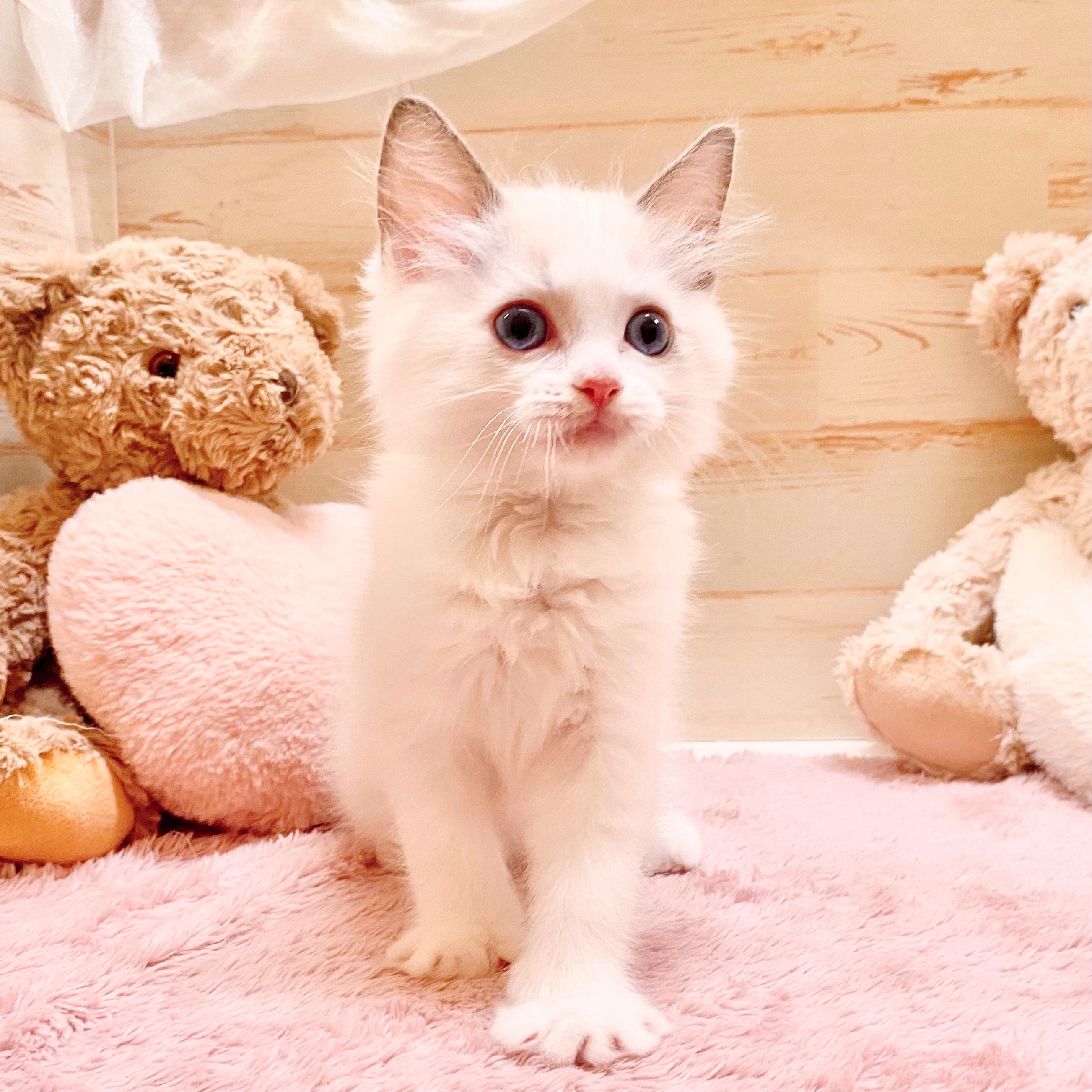 兵庫県のラグドール (犬の家＆猫の里神戸店/2025年6月13日生まれ/男の子/ブルーポイントバイカラー)の子猫の2枚目の画像