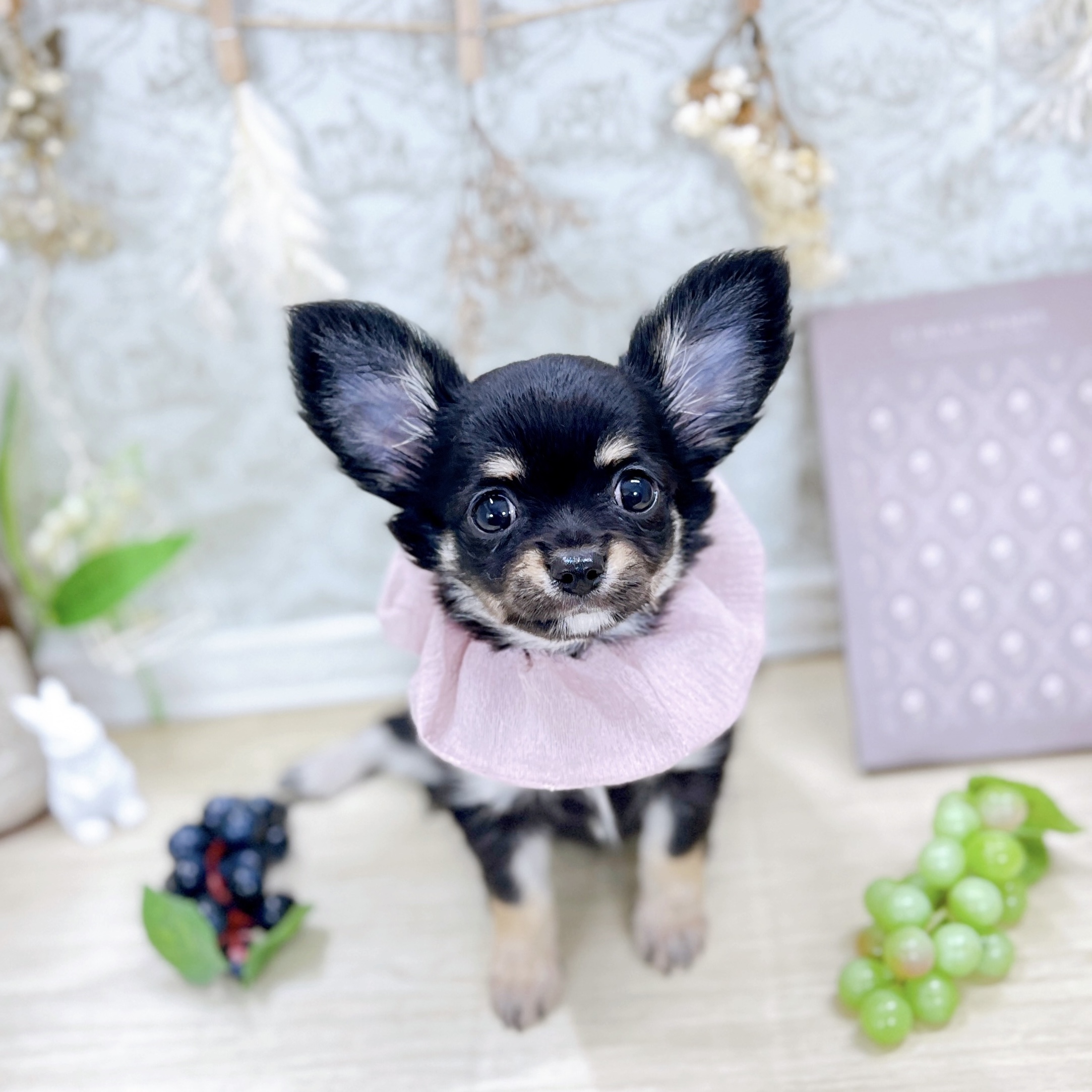 福井県のチワワ(ロング) (犬の家＆猫の里アミーゴ福井大和田店/2025年6月18日生まれ/女の子/ブラックタン)の子犬の1枚目の画像