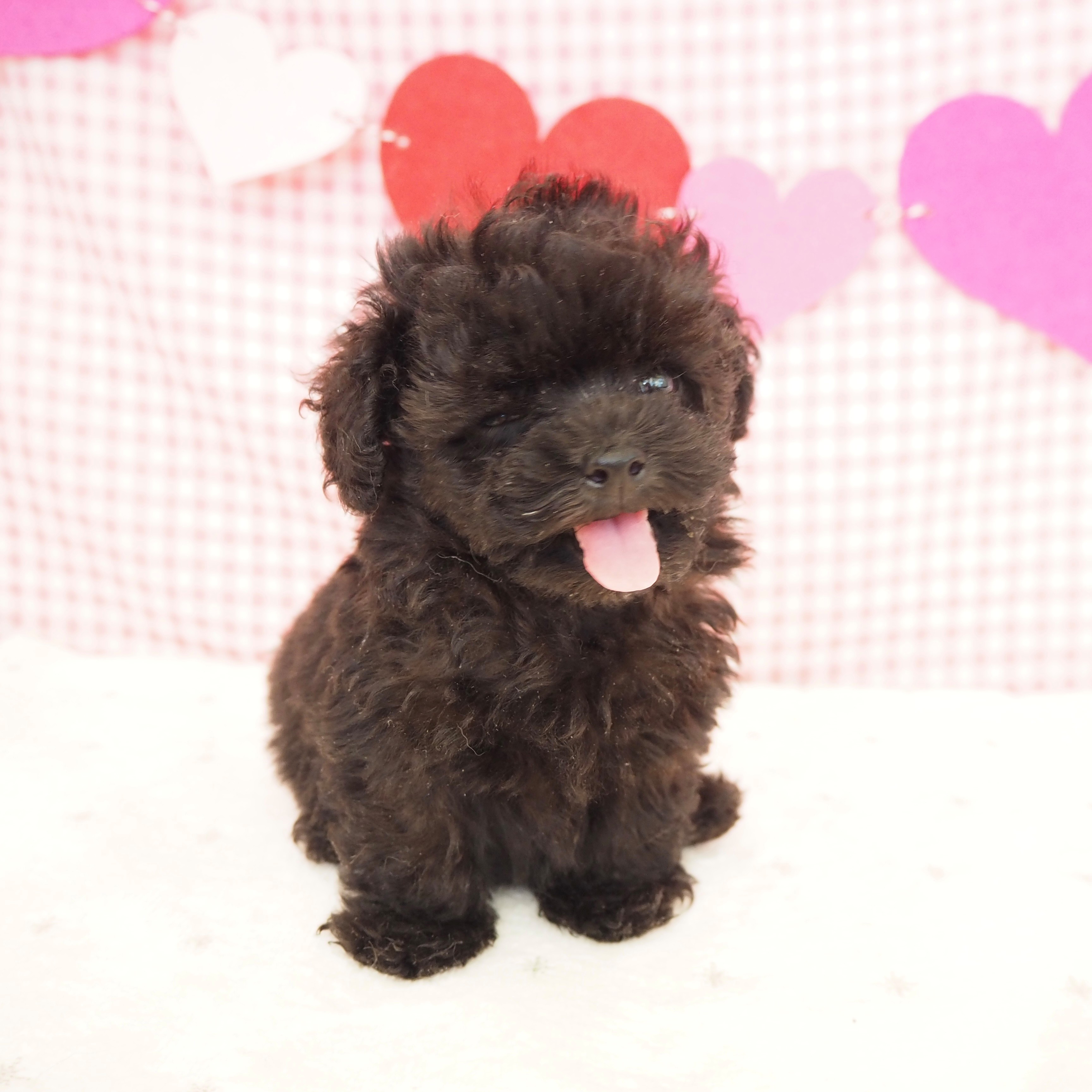 大阪府のトイプードル(トイ) (犬の家＆猫の里もりのみやキューズモールBASE店/2025年6月17日生まれ/男の子/ブラック)の子犬の2枚目の画像