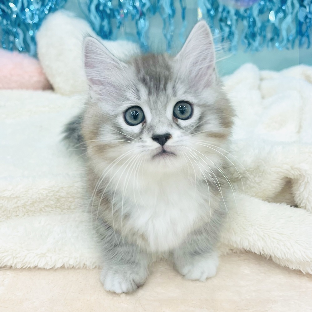 愛知県のマンチカン (犬の家＆猫の里エアポートウォーク店/2025年6月19日生まれ/男の子/シルバータビーホワイト)の子猫