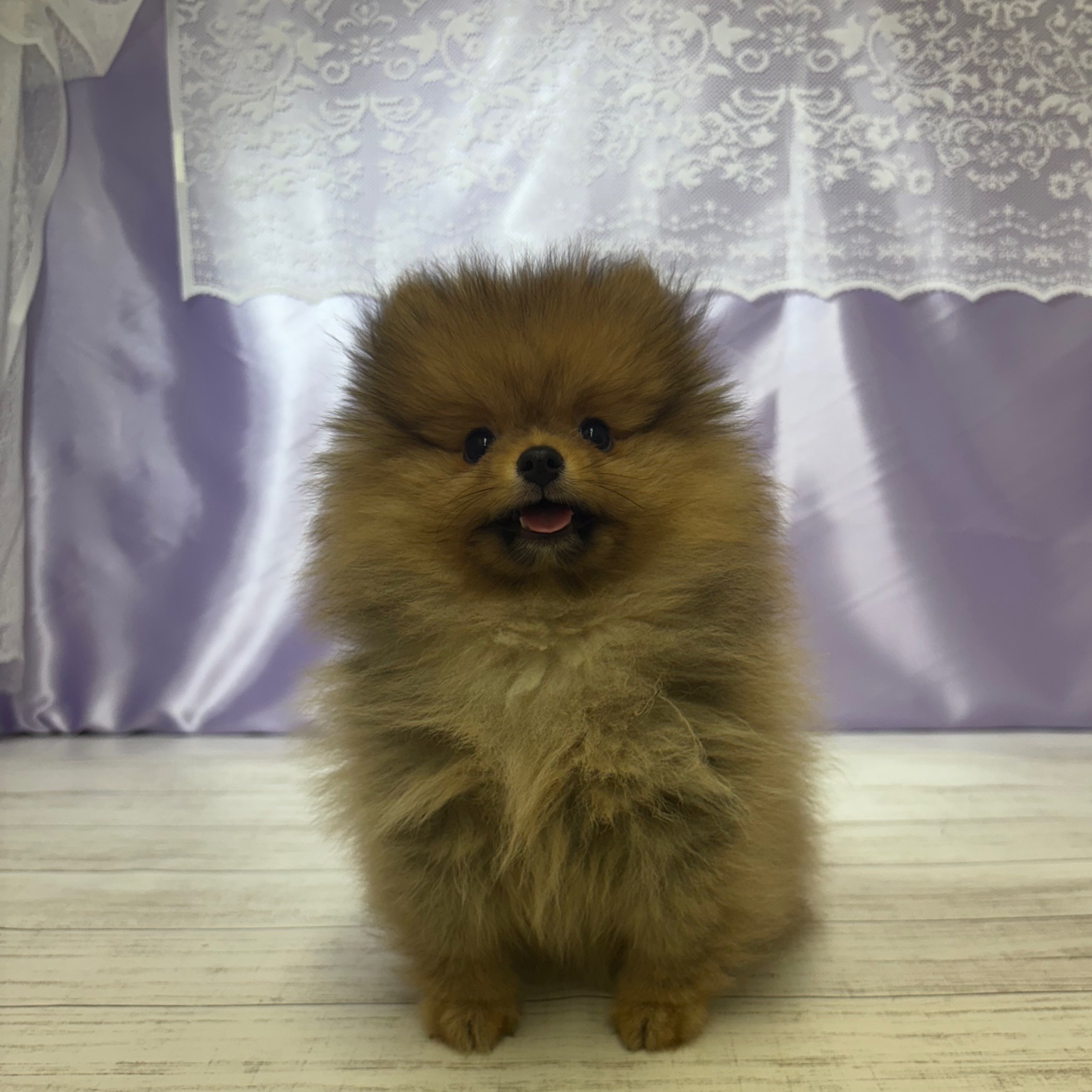 兵庫県のポメラニアン (犬の家＆猫の里尼崎店/2025年6月18日生まれ/女の子/オレンジ)の子犬の2枚目の画像