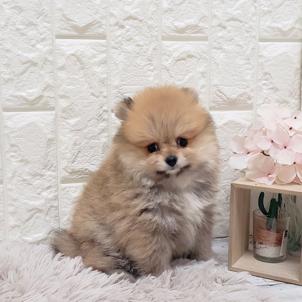 岡山県のポメラニアン (犬の家＆猫の里岡山店/2025年6月18日生まれ/女の子/オレンジ)の子犬の1枚目の画像