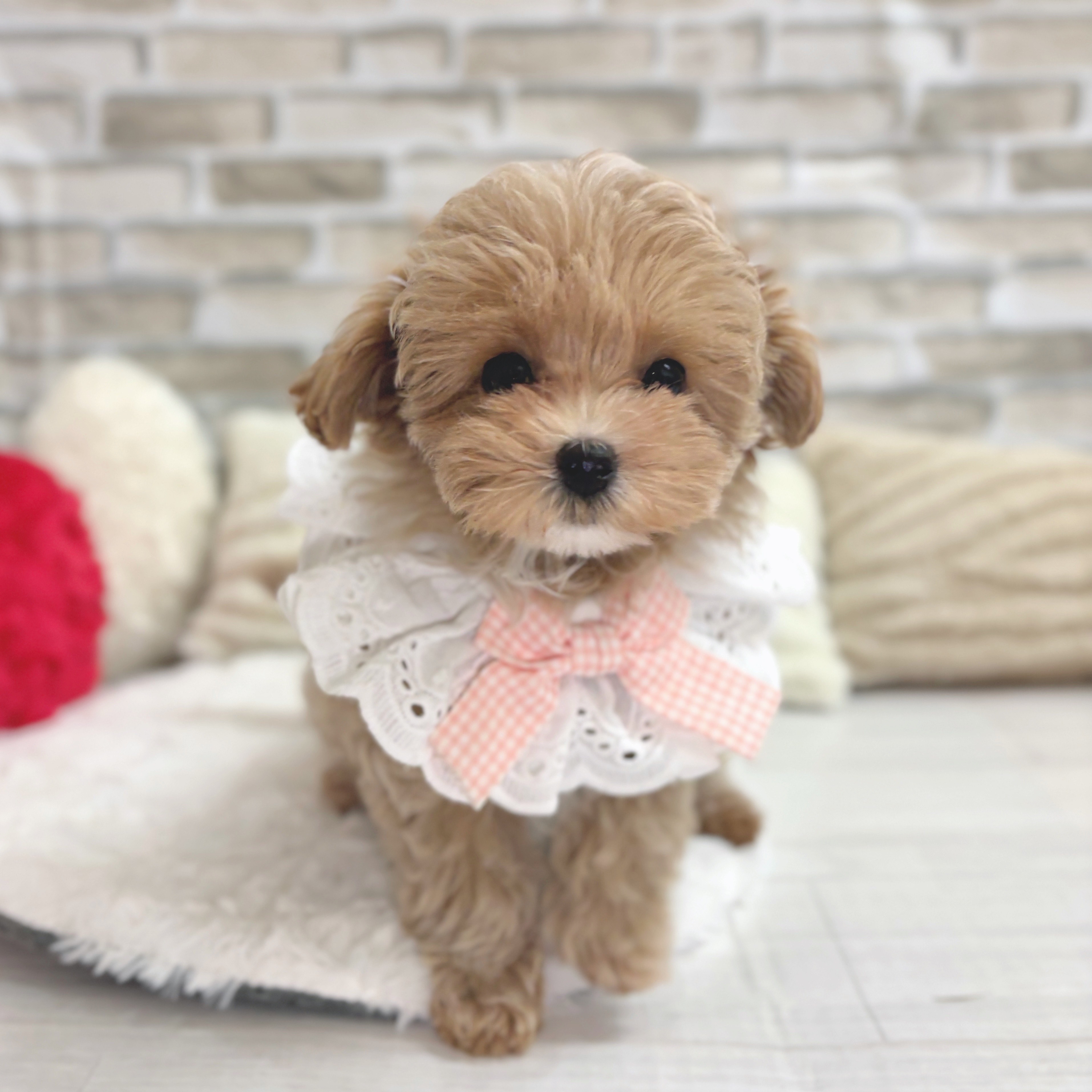 神奈川県のマルプー(マルチーズ×プードル) (犬の家＆猫の里モザイクモール港北店/2025年6月16日生まれ/女の子/アプリコットホワイト)の子犬の2枚目の画像