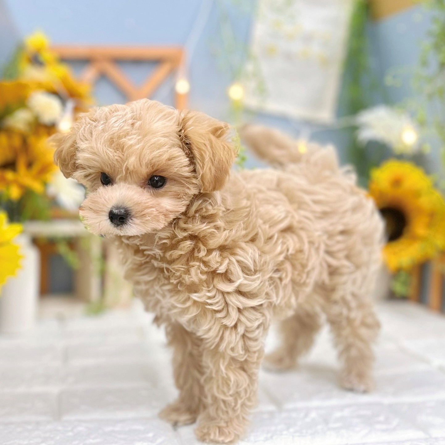 千葉県のマルプー(マルチーズ×プードル) (犬の家＆猫の里ワンズモール稲毛店/2025年6月16日生まれ/女の子/アプリコット)の子犬の1枚目の画像
