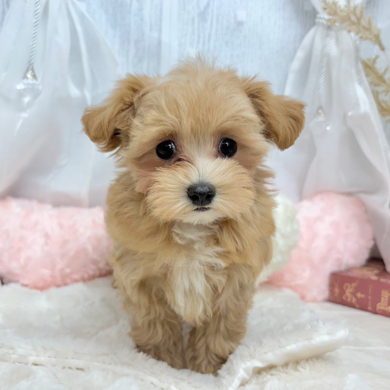 神奈川県のマルプー(マルチーズ×プードル) (犬の家＆猫の里相模原店/2025年6月16日生まれ/女の子/アプリコットホワイト)の子犬の2枚目の画像