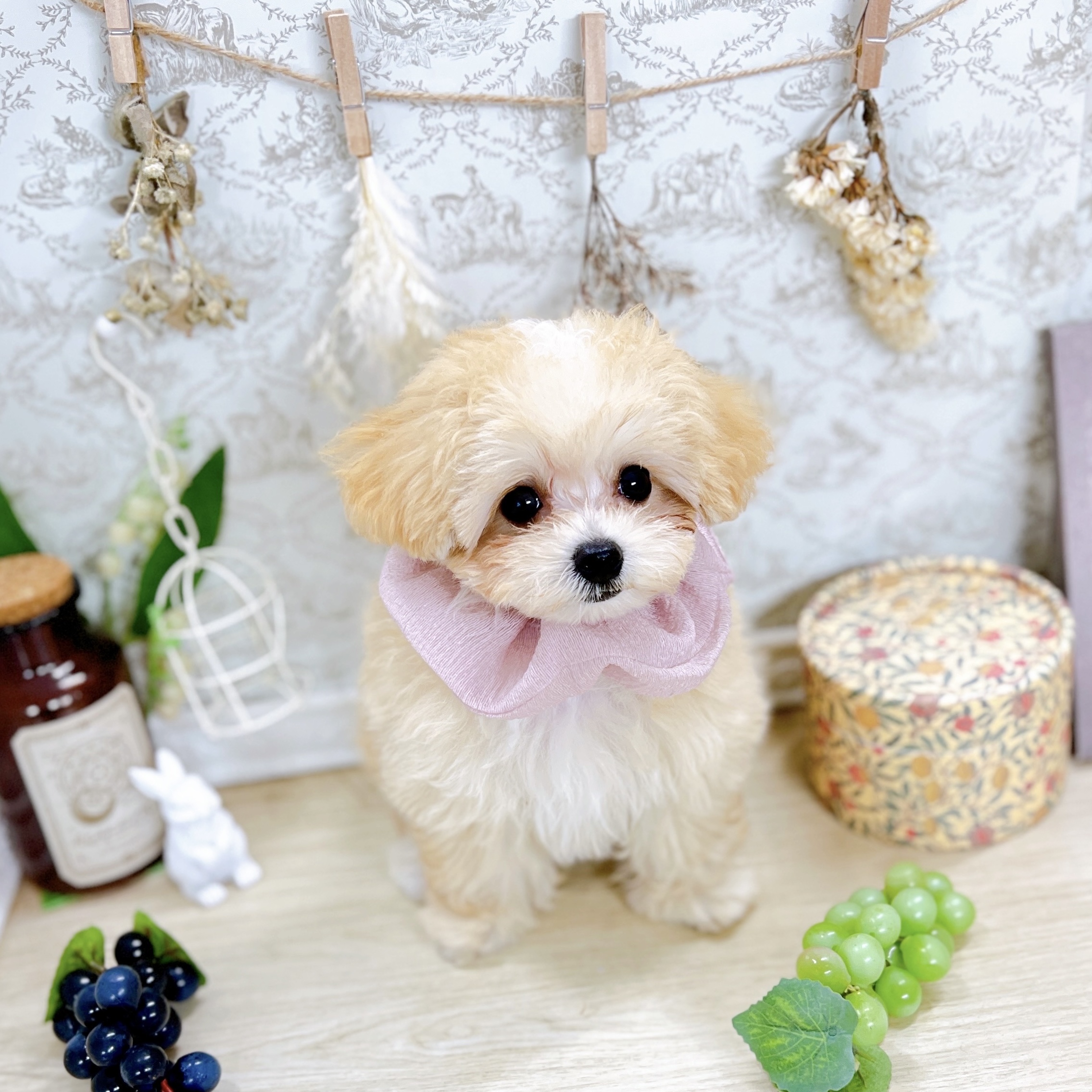 福井県のマルプー(マルチーズ×プードル) (犬の家＆猫の里アミーゴ福井大和田店/2025年6月17日生まれ/女の子/アプリコットホワイト)の子犬の2枚目の画像