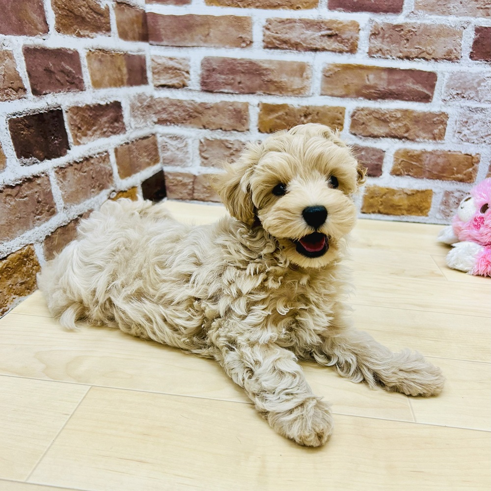 愛知県のマルプー(マルチーズ×プードル) (犬の家＆猫の里七宝店/2025年6月19日生まれ/男の子/クリーム)の子犬