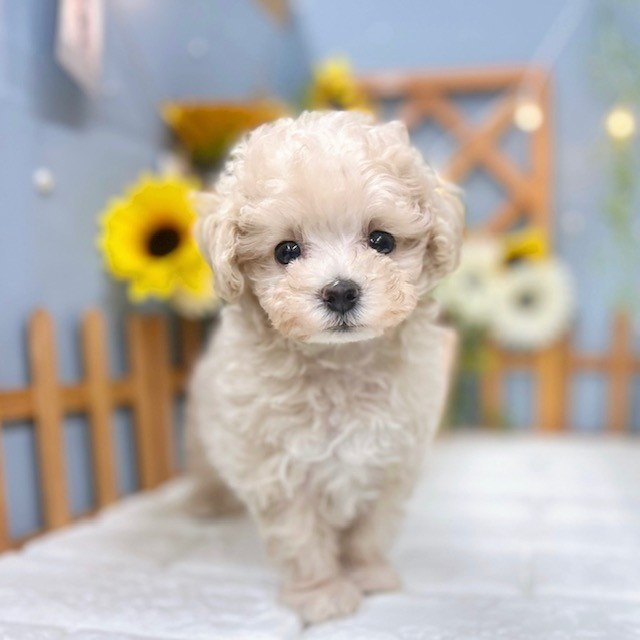 千葉県のマルプー(マルチーズ×プードル) (犬の家＆猫の里ワンズモール稲毛店/2025年6月22日生まれ/女の子/クリームホワイト)の子犬の1枚目の画像