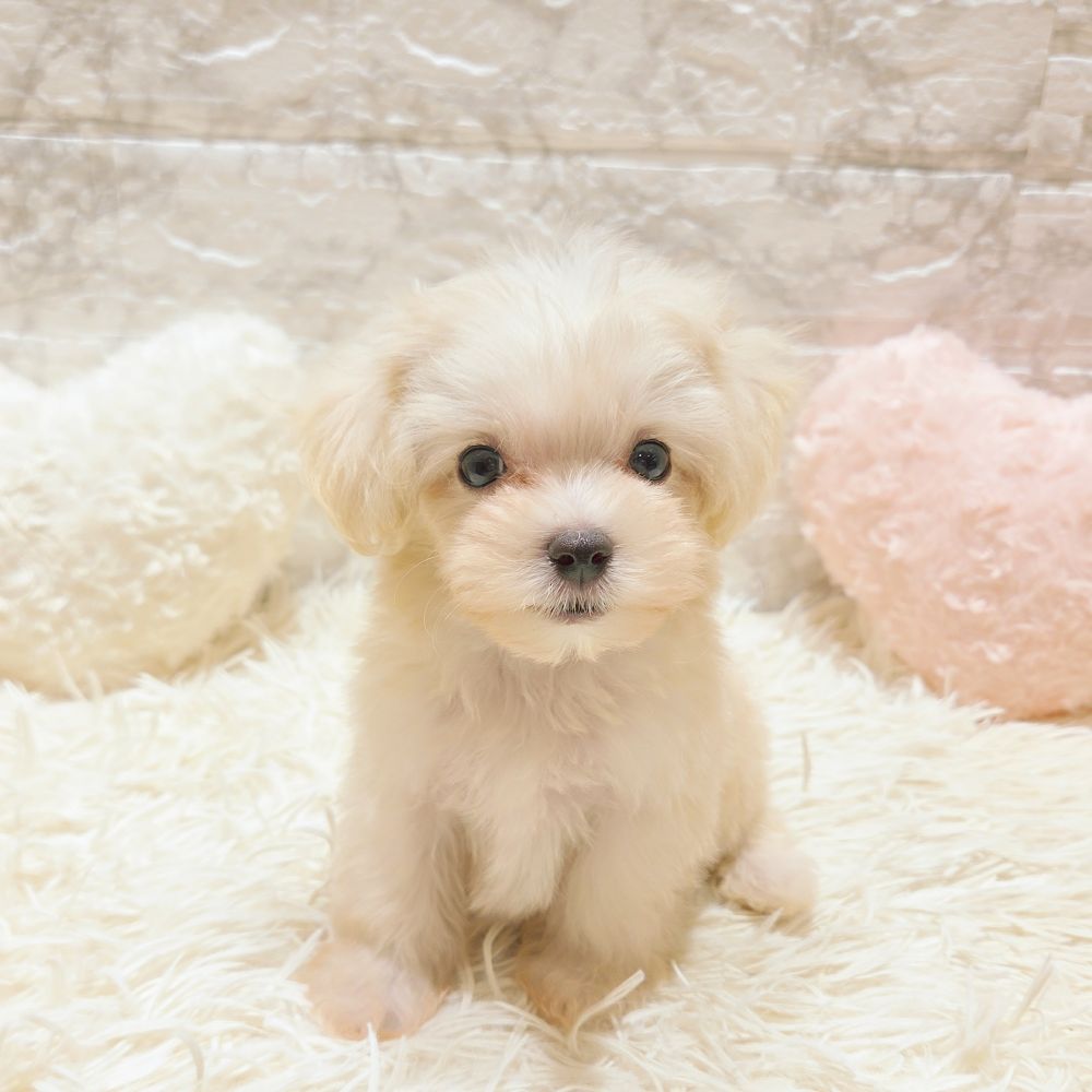 愛知県のマルプー(マルチーズ×プードル) (犬の家＆猫の里MiO香久山店/2025年6月22日生まれ/男の子/クリーム)の子犬の1枚目の画像
