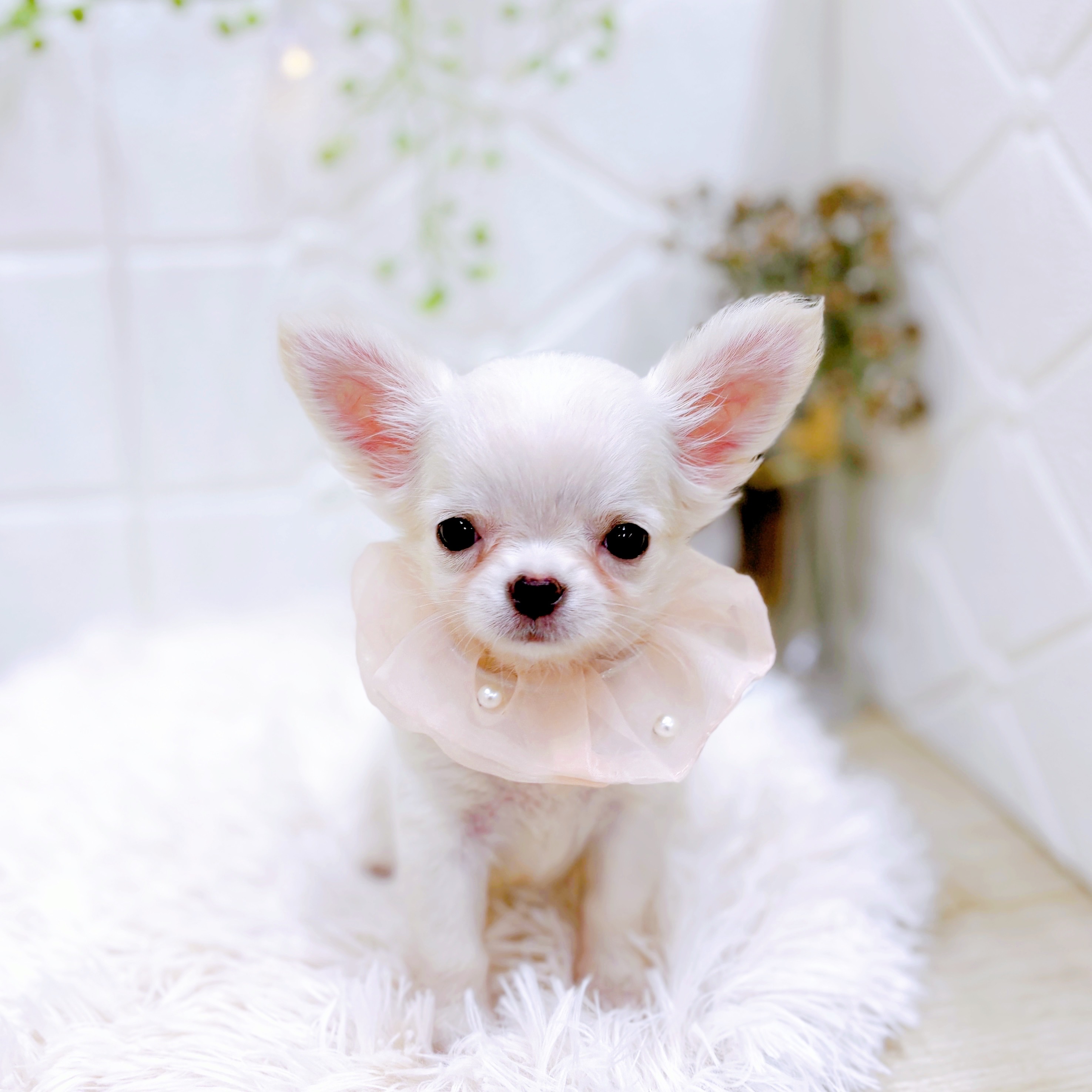 福井県のチワワ(ロング) (犬の家＆猫の里アミーゴ福井店/2025年6月22日生まれ/女の子/クリームホワイト)の子犬の1枚目の画像