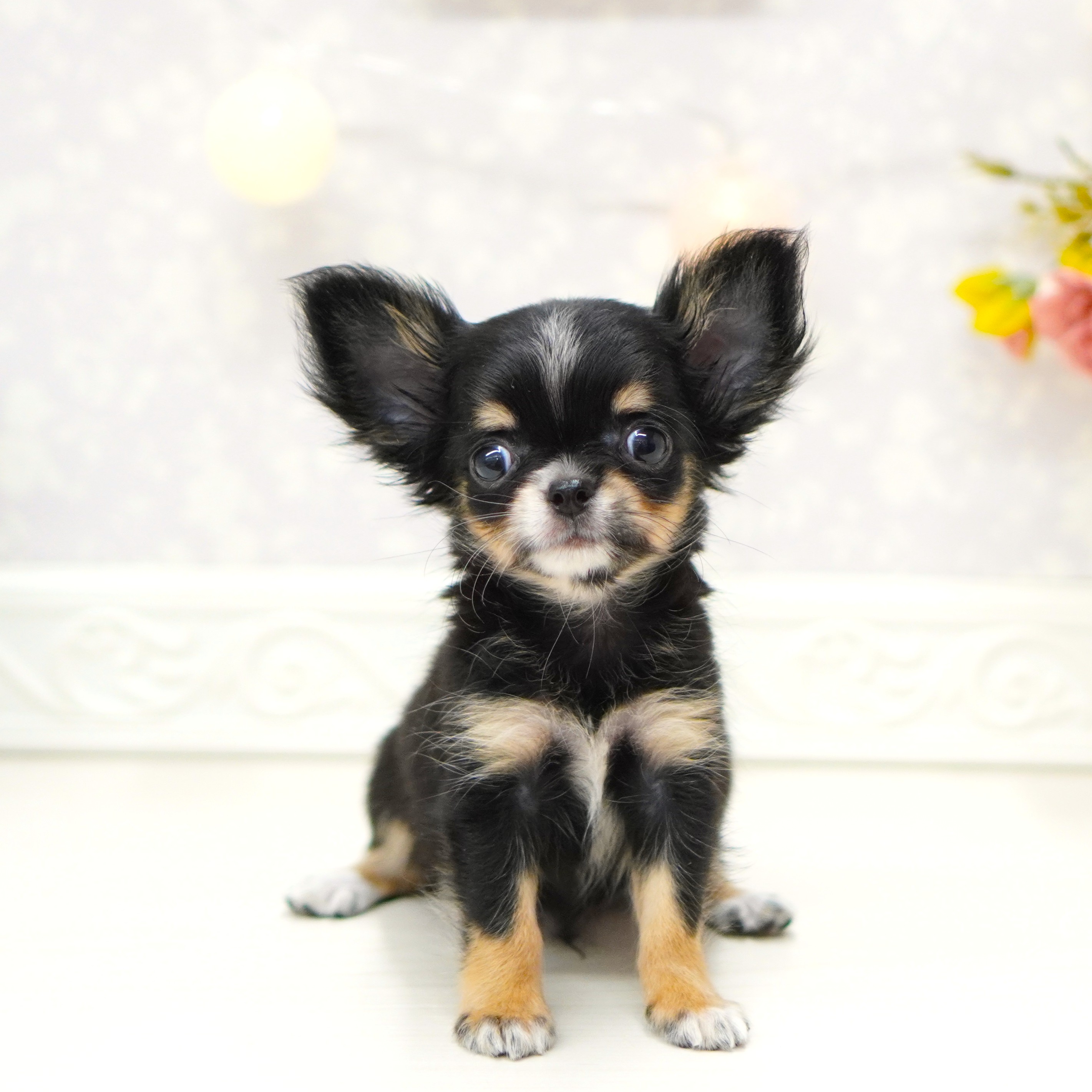 富山県のチワワ(ロング) (犬の家＆猫の里アミーゴ山室店/2025年6月22日生まれ/男の子/ブラックタンホワイト)の子犬の1枚目の画像