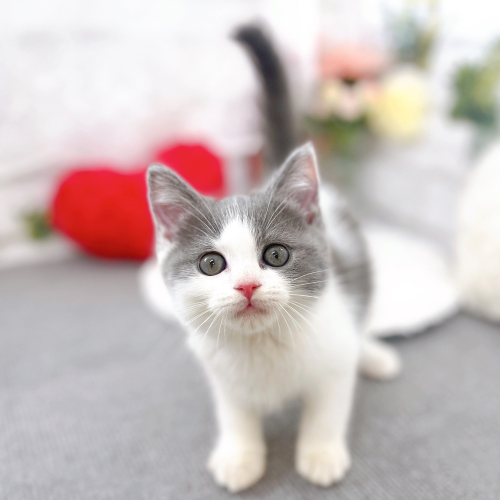 京都府のブリティッシュショートヘアー (犬の家＆猫の里京都樟葉店/2025年6月21日生まれ/男の子/ブルーホワイト)の子猫の2枚目の画像