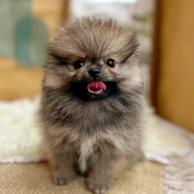 岡山県のポメラニアン (犬の家＆猫の里倉敷中庄店/2025年6月18日生まれ/男の子/クリームセーブル)の子犬の2枚目の画像
