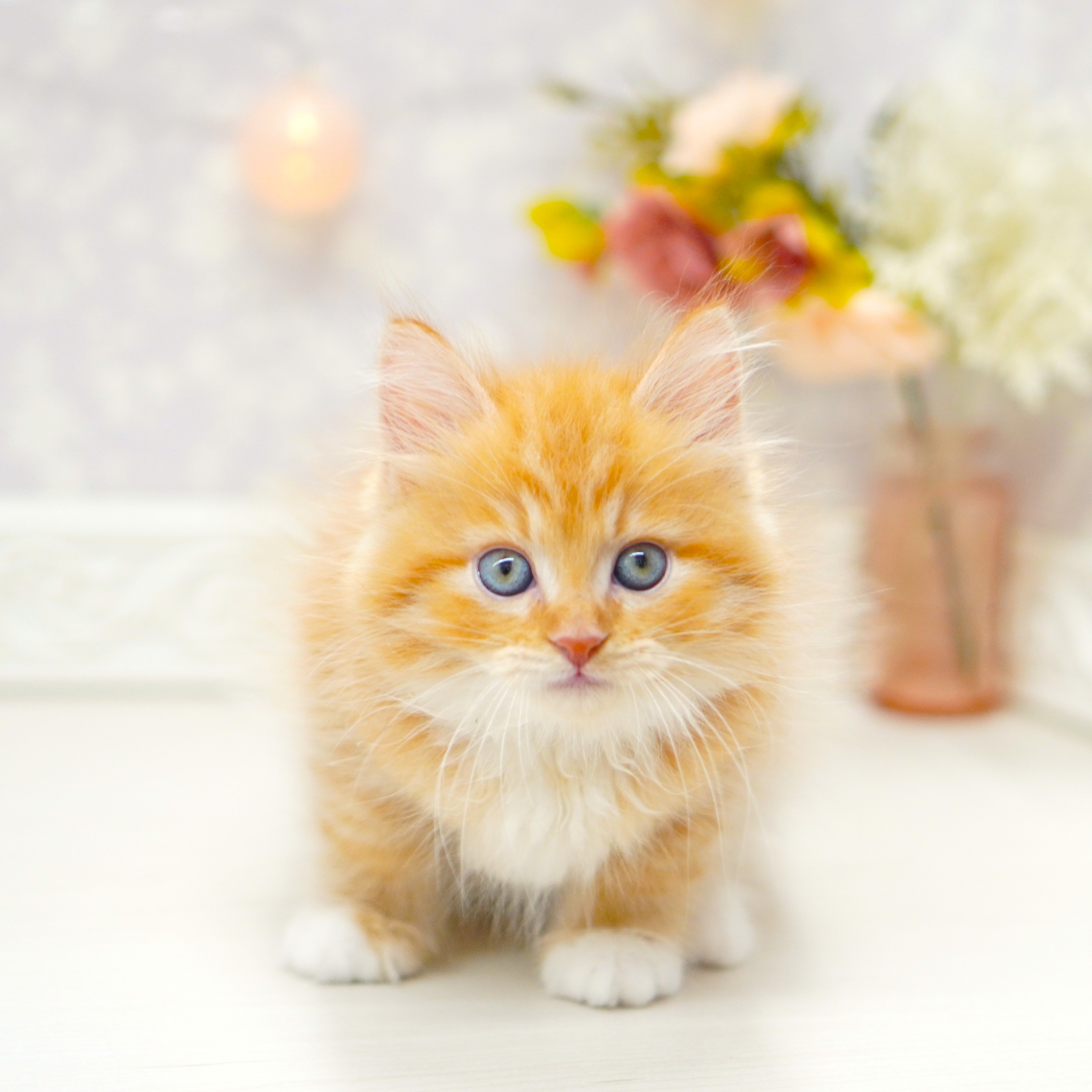 富山県のミヌエット (犬の家＆猫の里アミーゴ山室店/2025年6月22日生まれ/男の子/レッドタビーホワイト)の子猫の1枚目の画像