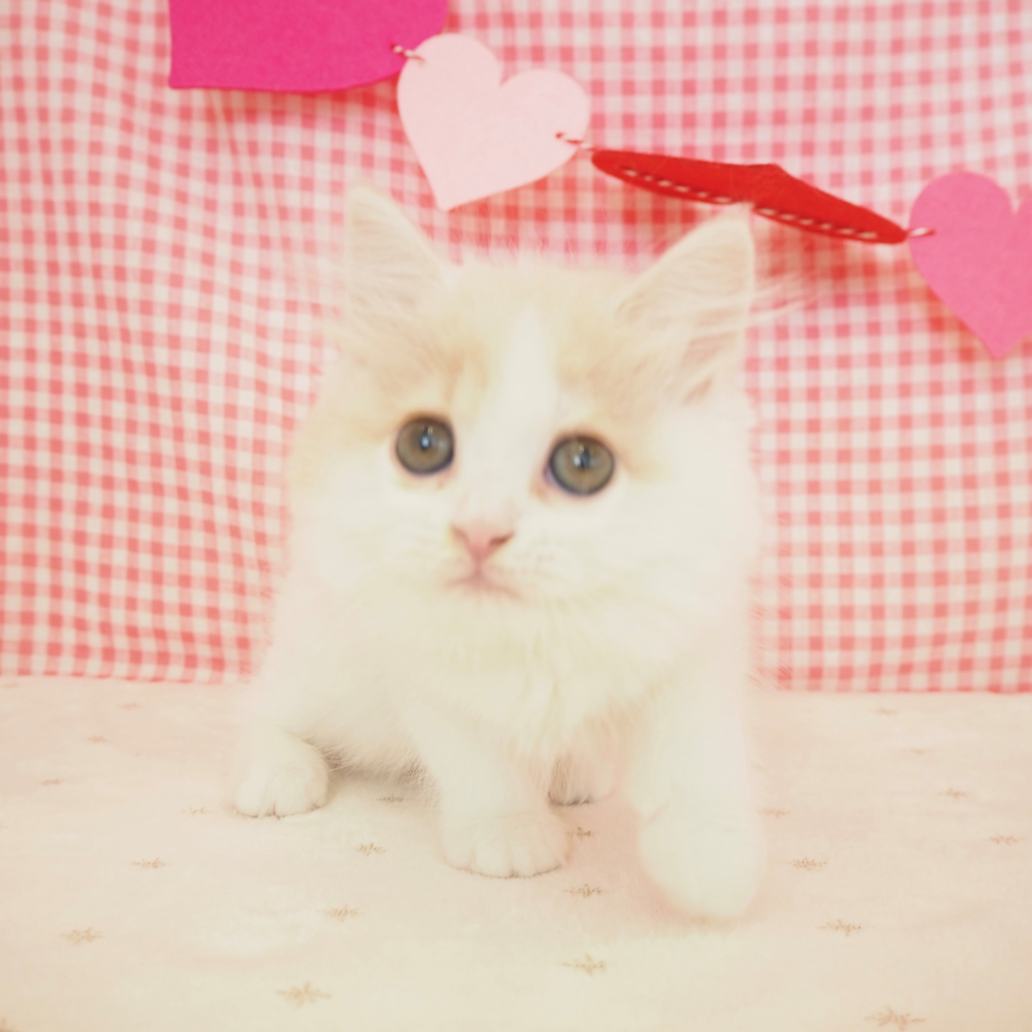 大阪府のスコティッシュストレート (犬の家＆猫の里もりのみやキューズモールBASE店/2025年6月20日生まれ/女の子/クリームタビーホワイト)の子猫