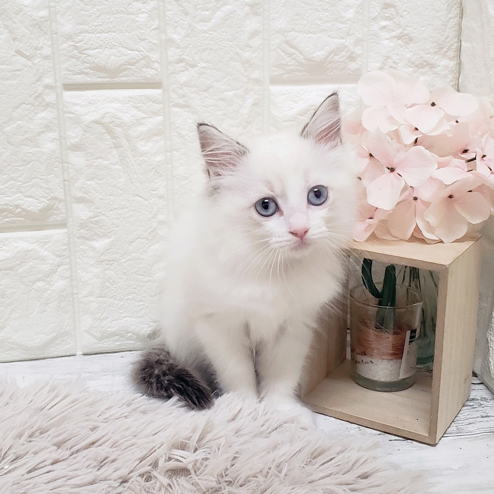 岡山県のラグドール (犬の家＆猫の里岡山店/2025年6月20日生まれ/女の子/シールポイントバイカラー)の子猫の1枚目の画像
