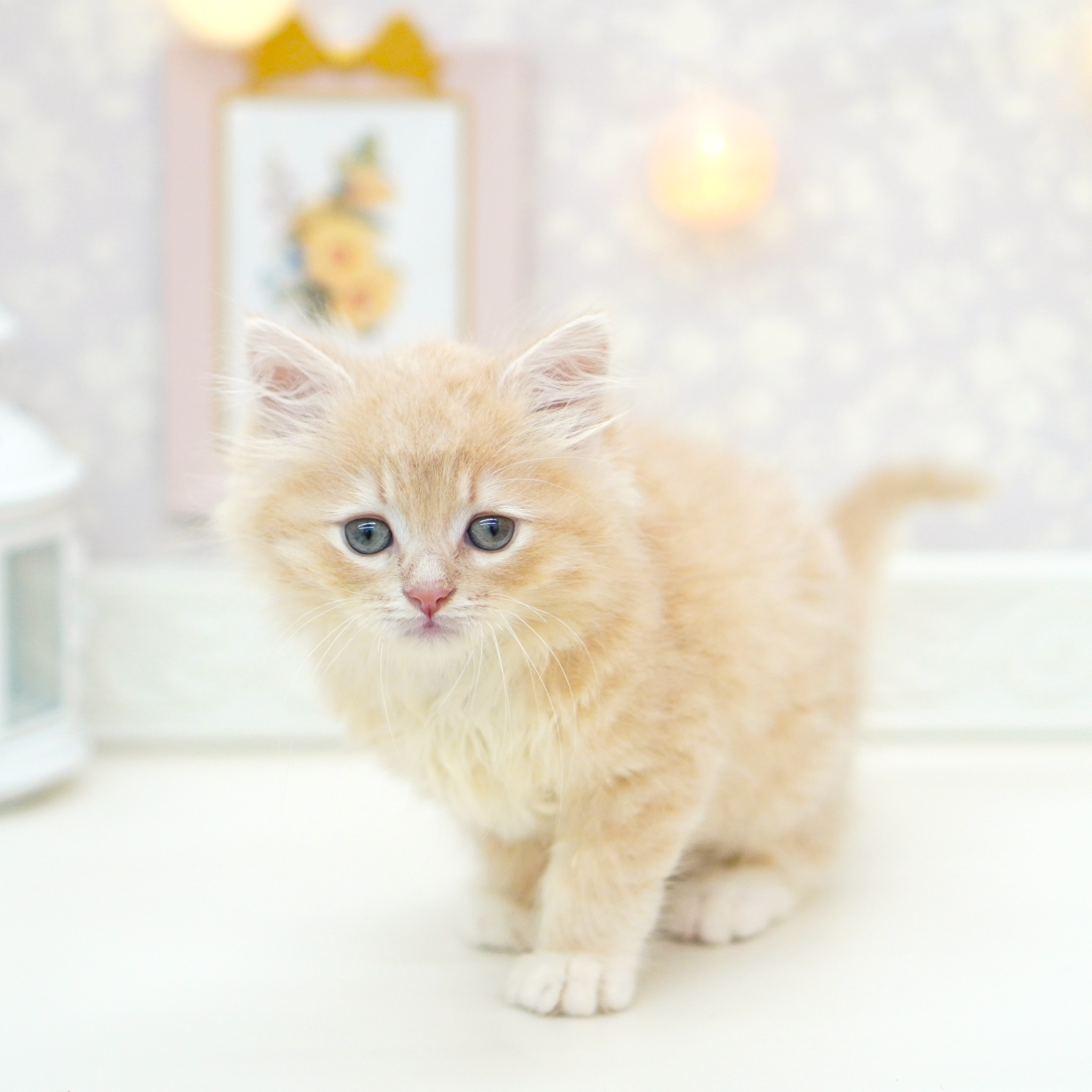 富山県のラガマフィン (犬の家＆猫の里富山店/2025年6月19日生まれ/男の子/クリームタビー)の子猫の2枚目の画像