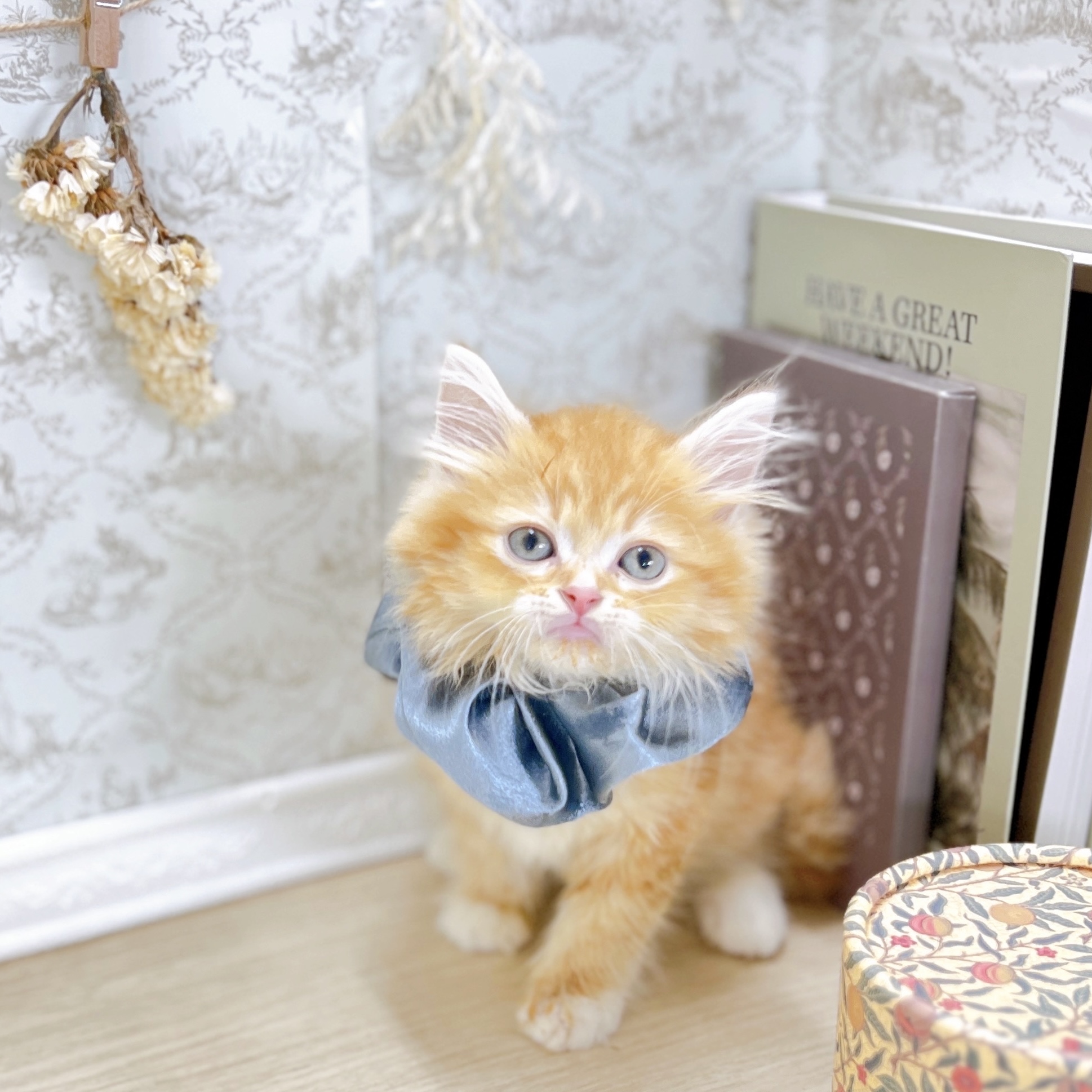 福井県のラガマフィン (犬の家＆猫の里アミーゴ福井大和田店/2025年6月19日生まれ/男の子/レッドタビー)の子猫の1枚目の画像