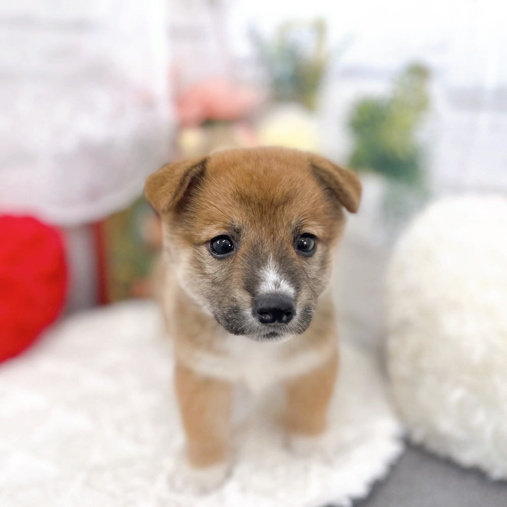 京都府のハーフ犬・ミックス犬 (犬の家＆猫の里京都樟葉店/2025年6月20日生まれ/女の子/レッド)の子犬の2枚目の画像