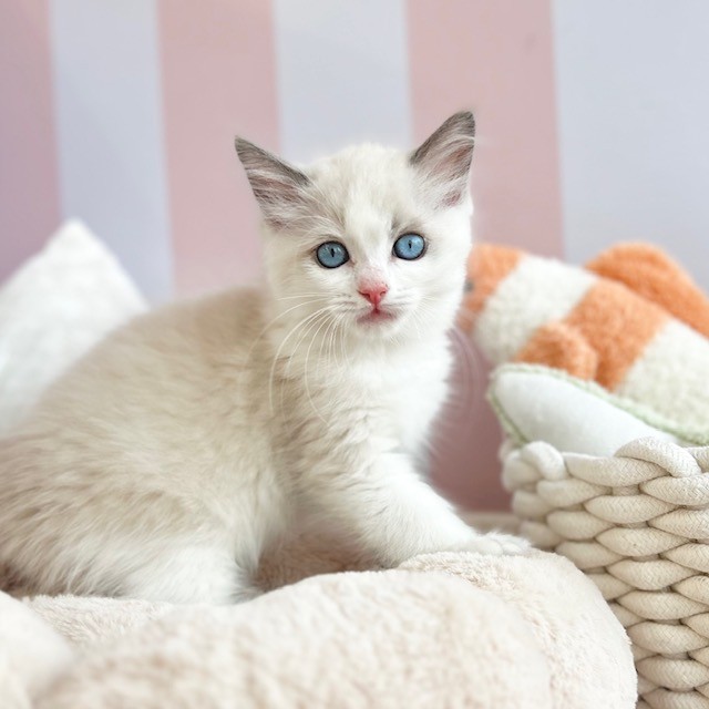 岡山県のラグドール (犬の家＆猫の里倉敷中庄店/2025年6月18日生まれ/男の子/ブルーポイントバイカラー)の子猫の1枚目の画像