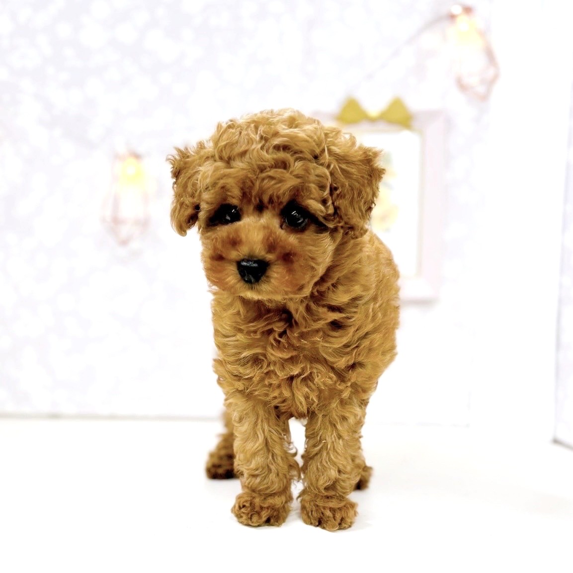 富山県のトイプードル(トイ) (犬の家＆猫の里アミーゴ高岡蓮花寺店/2025年6月15日生まれ/女の子/レッド)の子犬の2枚目の画像
