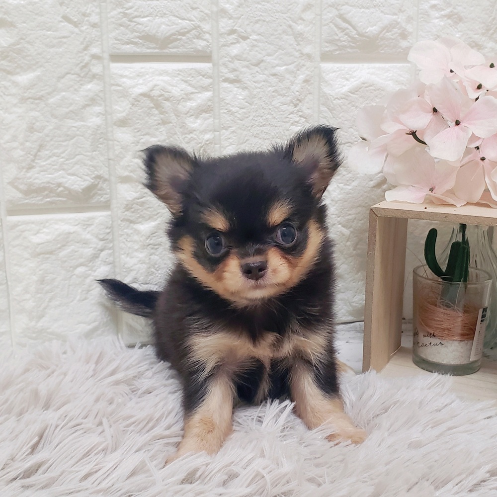 岡山県のチワワ(ロング) (犬の家＆猫の里岡山店/2025年6月13日生まれ/女の子/ブラックタン)の子犬の1枚目の画像