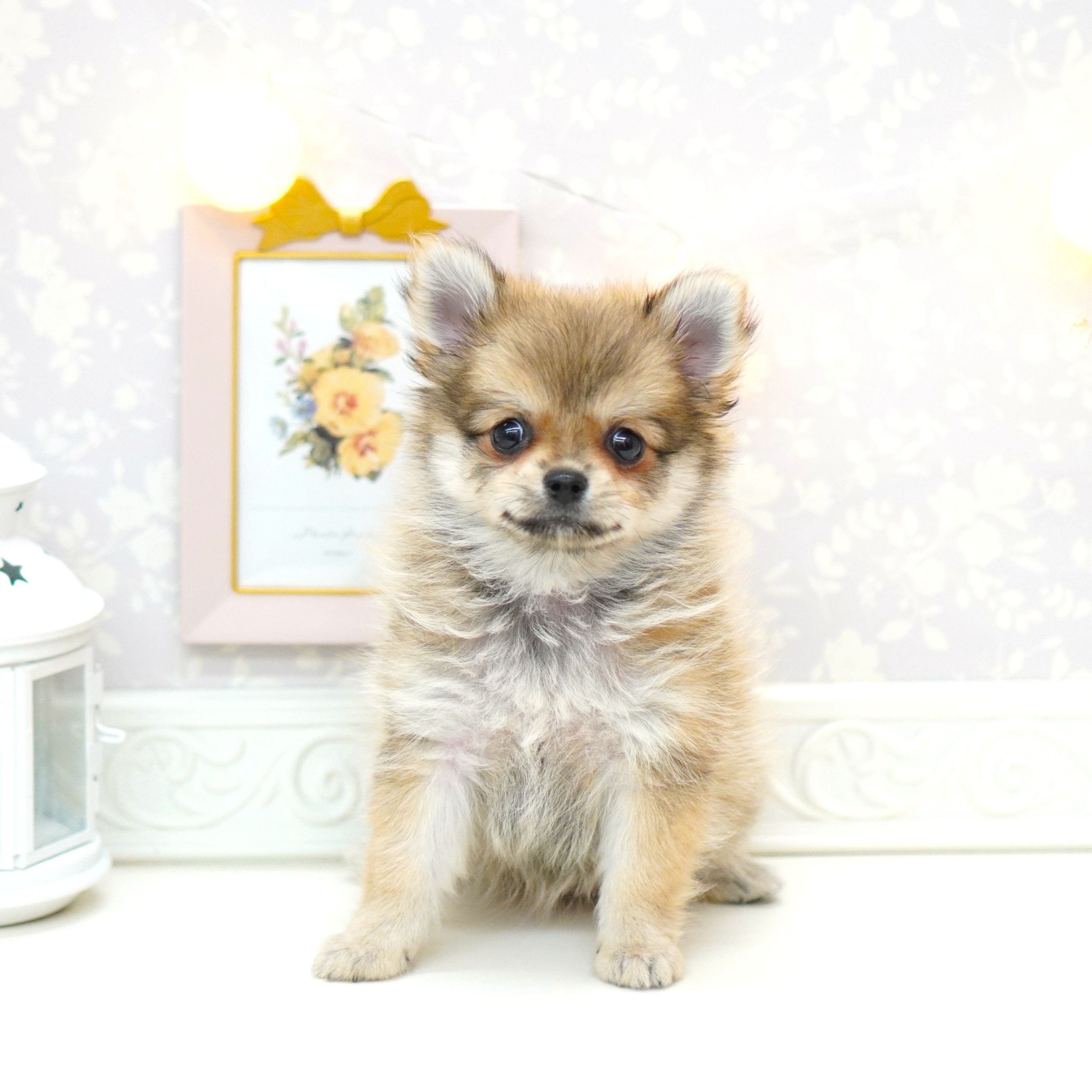 富山県のポメチワ/チワポメ/ポメチー(ポメラニアン×チワワ) (犬の家＆猫の里富山店/2025年6月20日生まれ/女の子/フォーン)の子犬の1枚目の画像