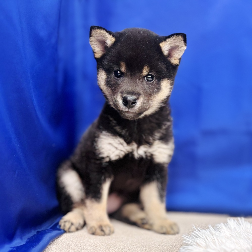 岐阜県の豆柴 (犬の家＆猫の里中津川店/2025年6月16日生まれ/女の子/黒)の子犬の1枚目の画像